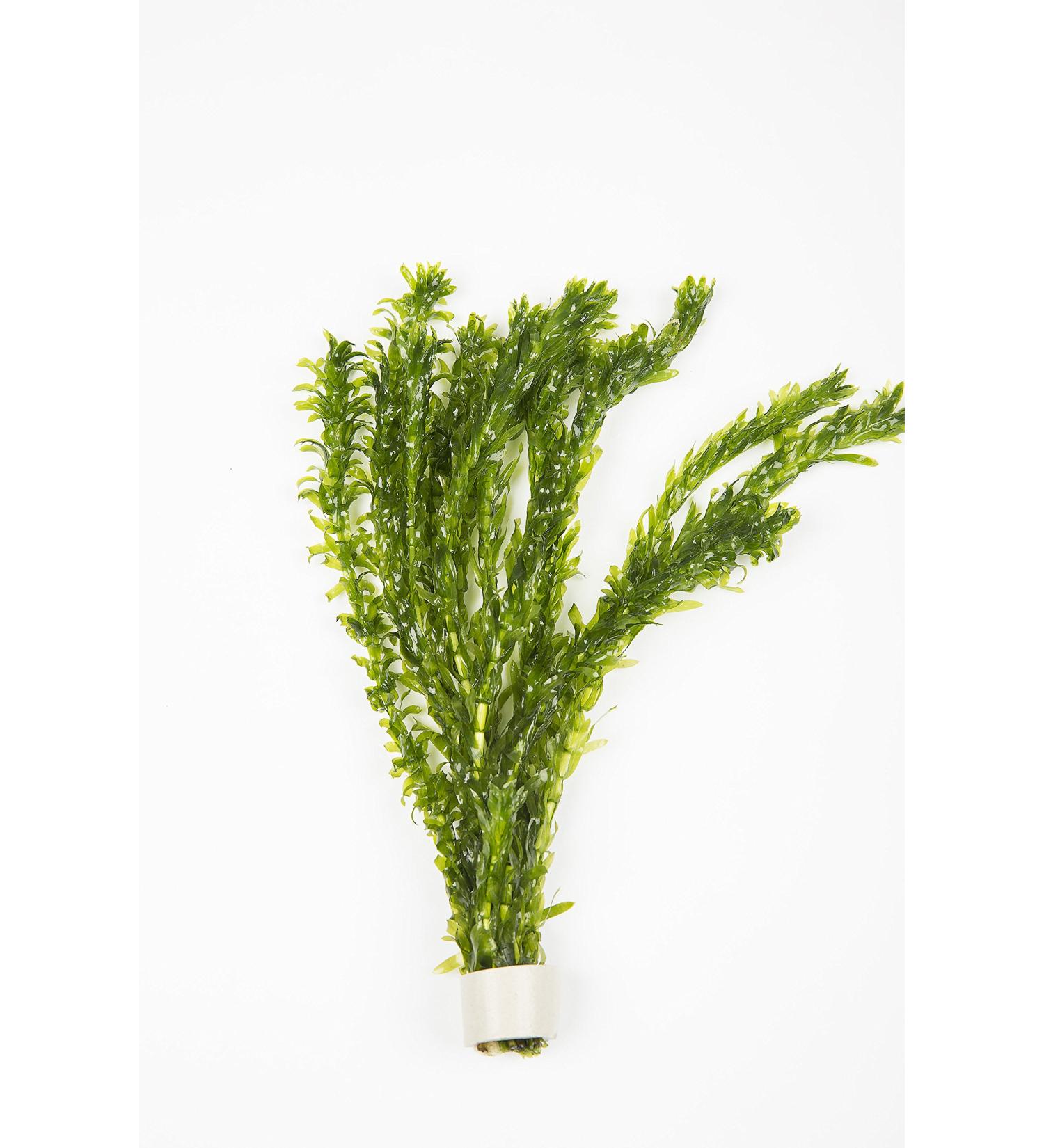 2 x Bunch of Oxygenating Weed with Weight 10 ELODEA DENSA Stems Live Pond Plant Aquarium Aquatic Fern