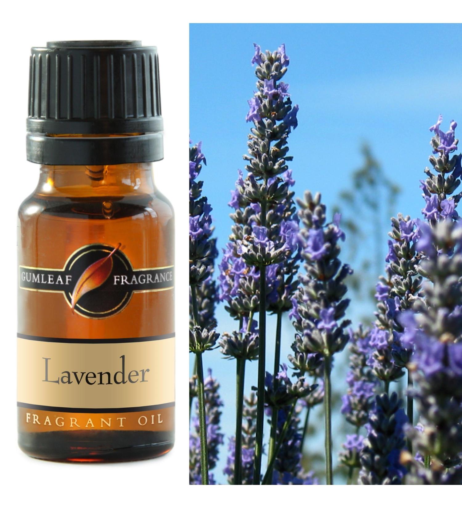 Gumleaf Fragrance Lavender Fragrant Oil - 0.34fl oz Cruelty Free & Vegan Phthalate-Free Fragrance