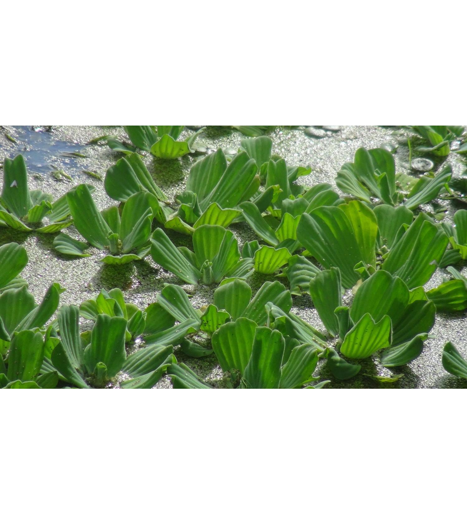 Aqua Plants Exclusive Product - 5 x Water Lettuce - Pistia stratiotes - Floating Live Pond Plants - Live Aquarium Plants