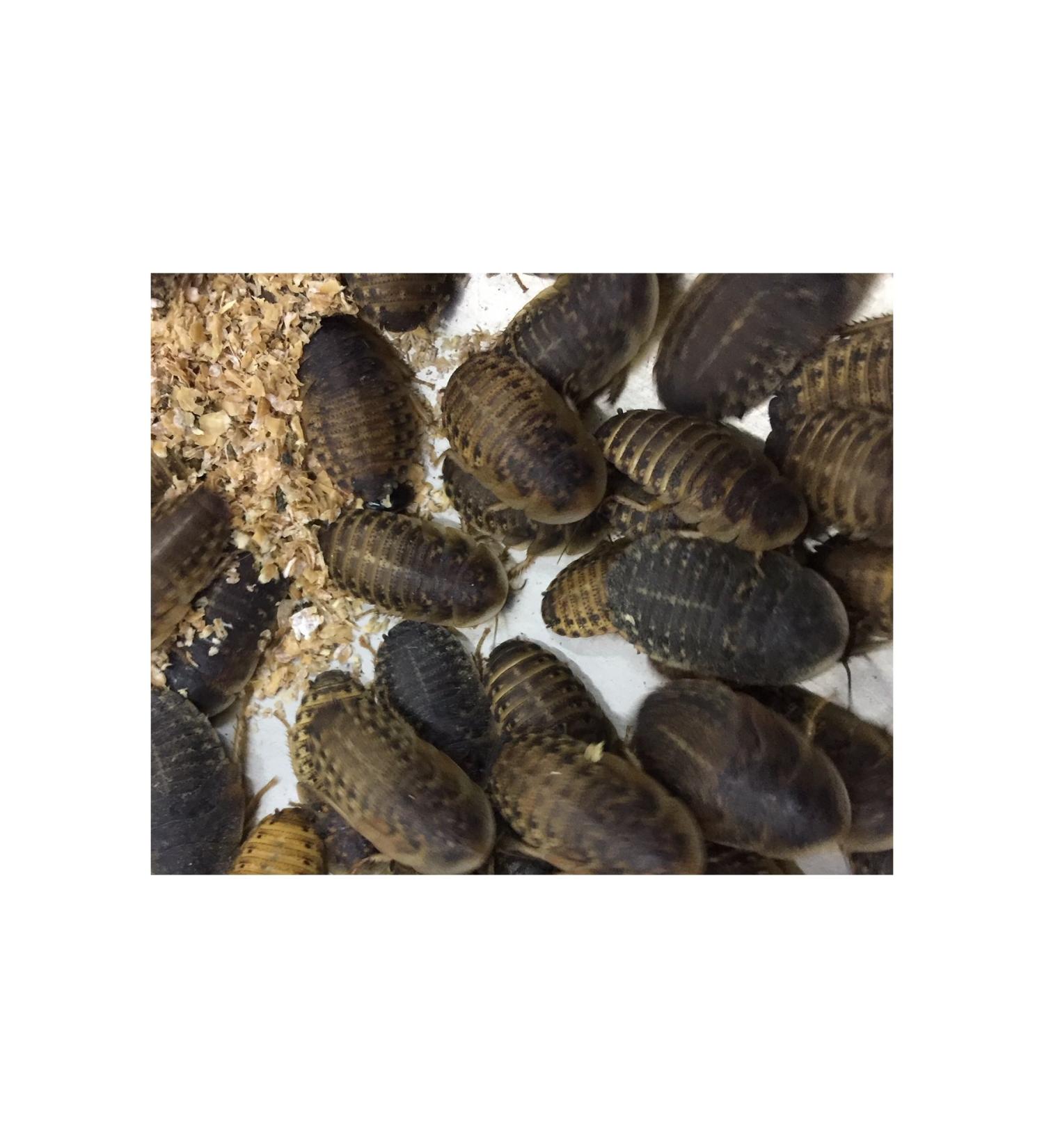 Livefood UK Live Feeder Roach Blaptica Dubia Medium size 14-25mm (50) 1 count (Pack of 50)