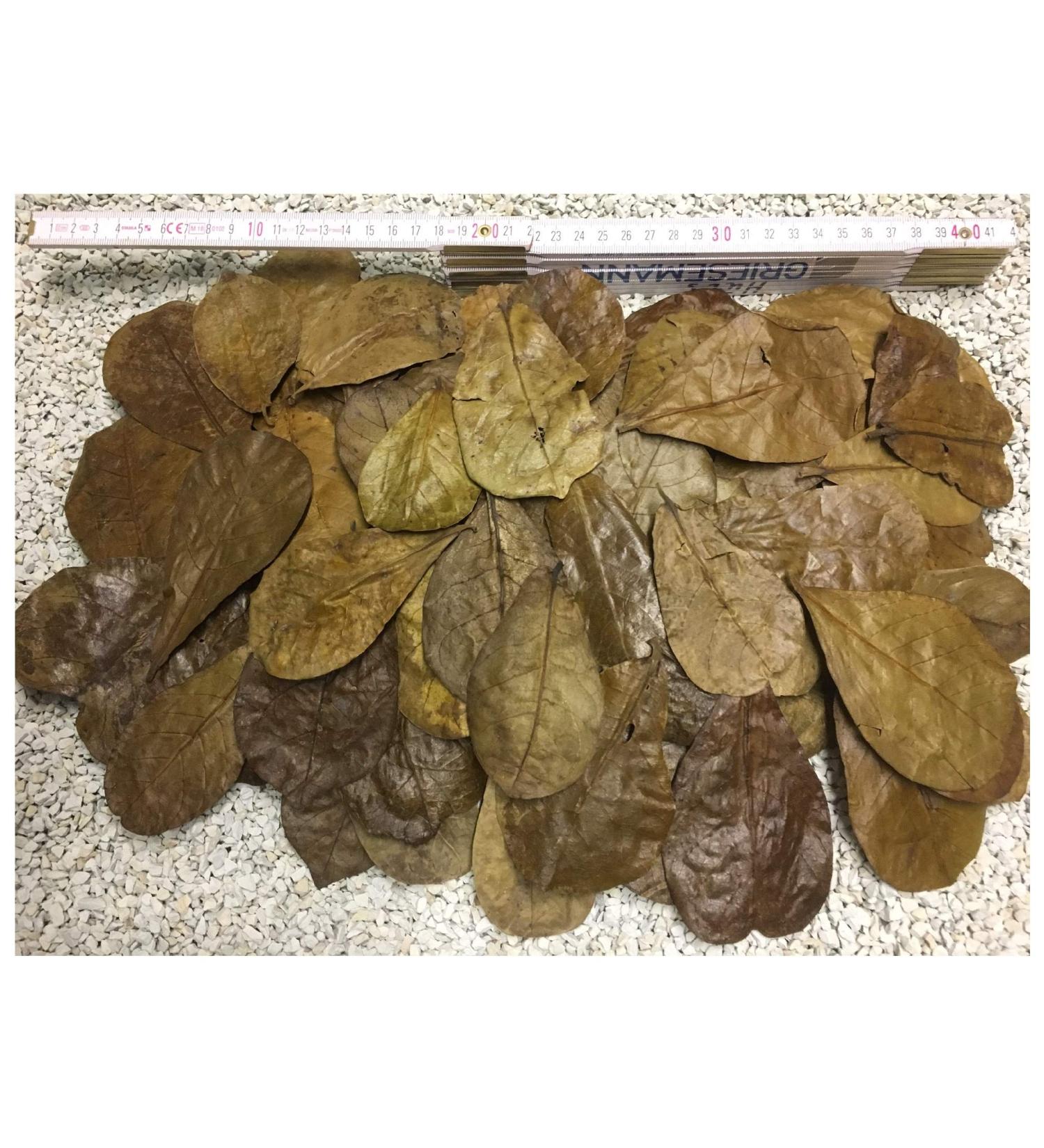 100 pieces of sea same tree leaves 6-9cm + many free ( 50gr) nano size now new for the small - lightning shipping in the box carefully selected