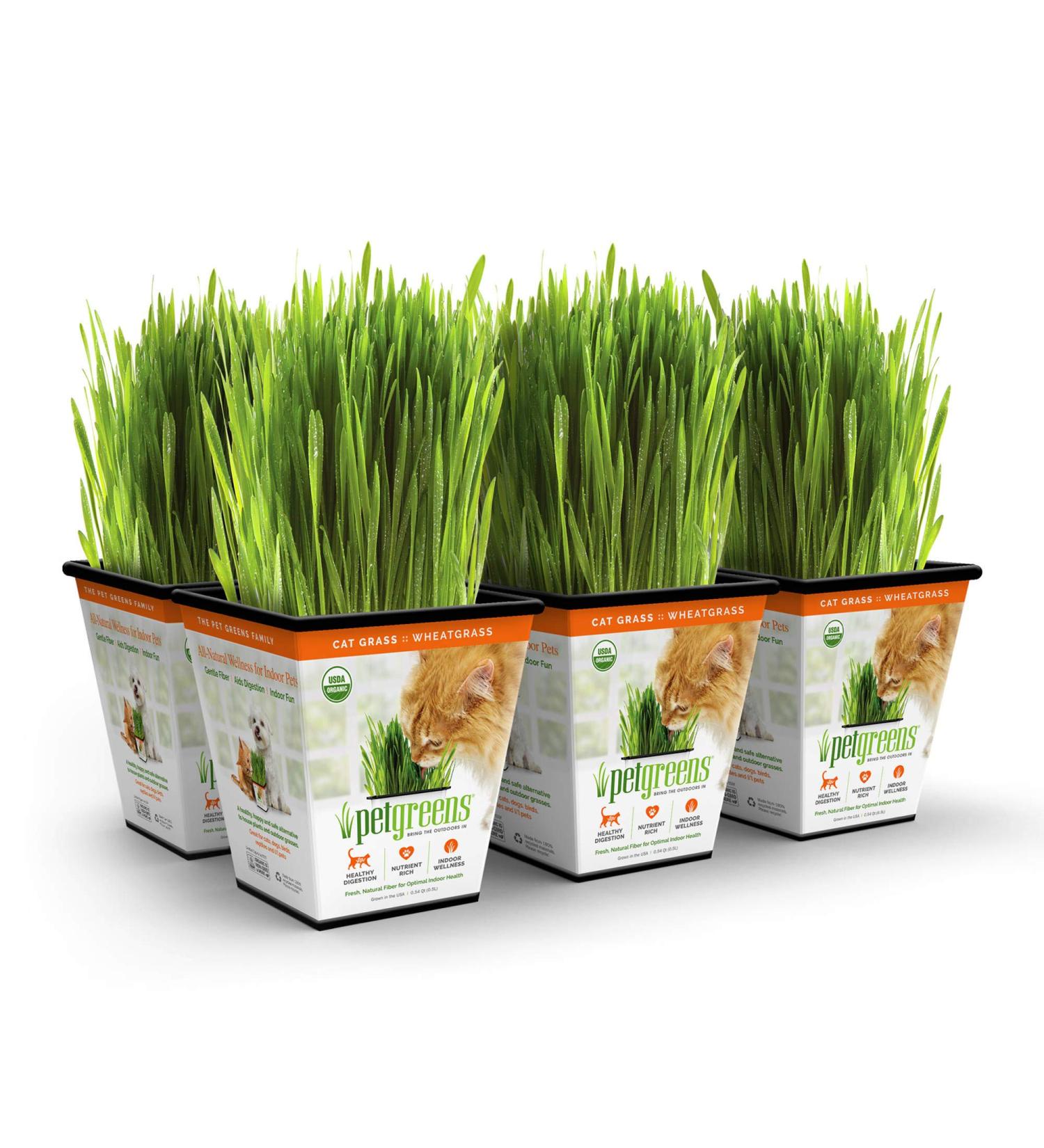 Bell Rock Growers Pet Greens Live Original Pet Grass, 15 By 11 By 7-Inch, 6-Pack