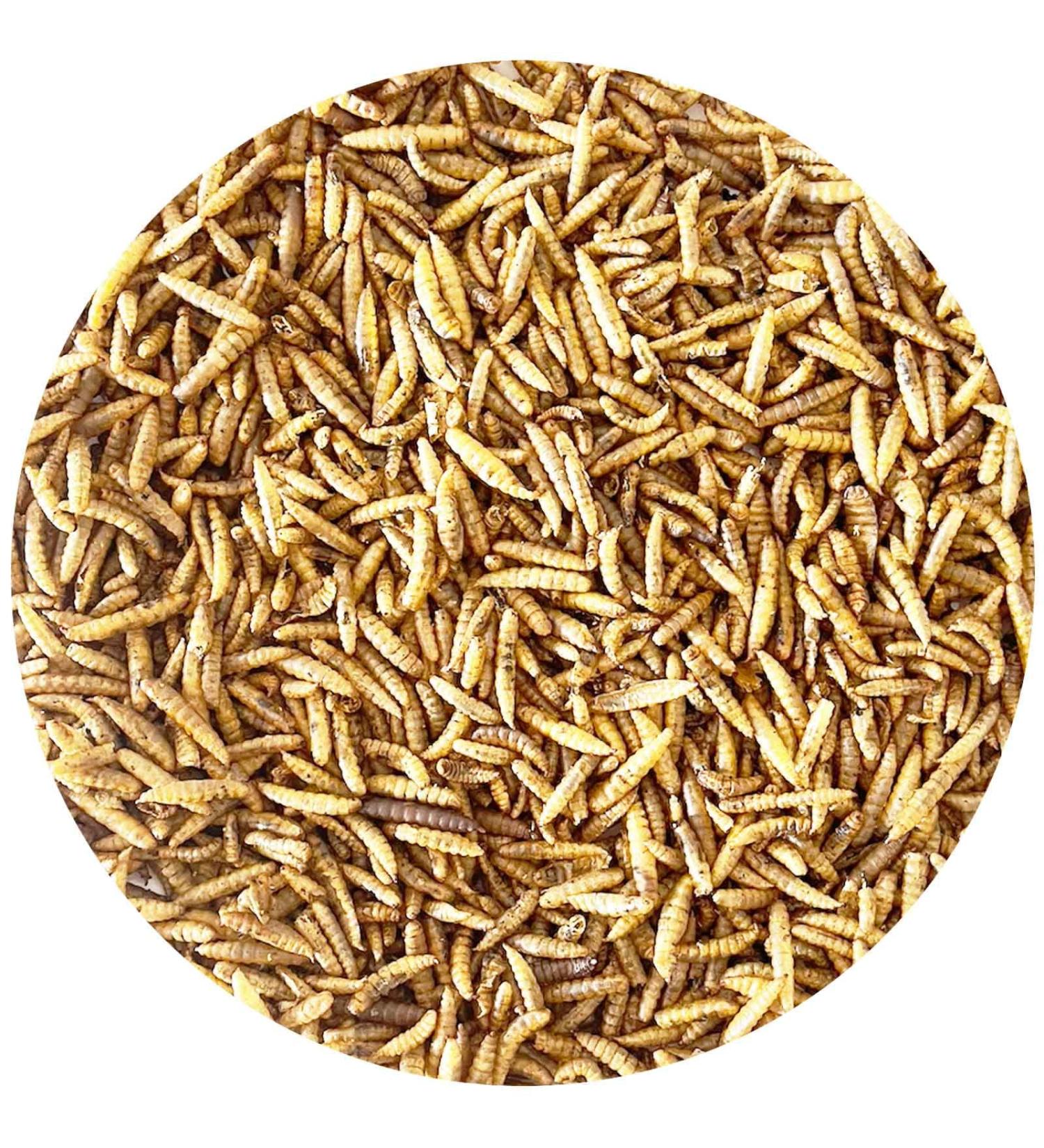 5kg Soldier Fly Larvae - Premium Bird & Fish Food | Nutritious & Eco-Friendly - Buy Online on GoSupps.com