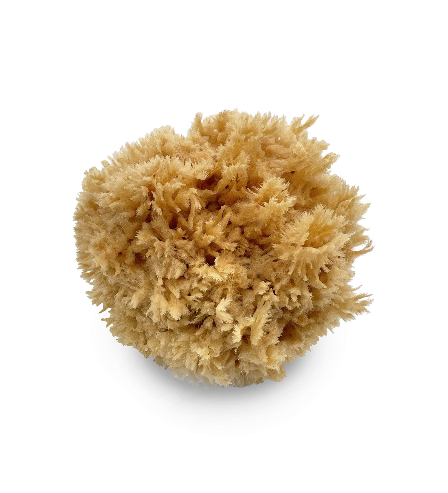 Premium Sea Wool Art Sponge: Professional Grade for Painting, Decorating, Texturing, and More - Buy Online on GoSupps.com