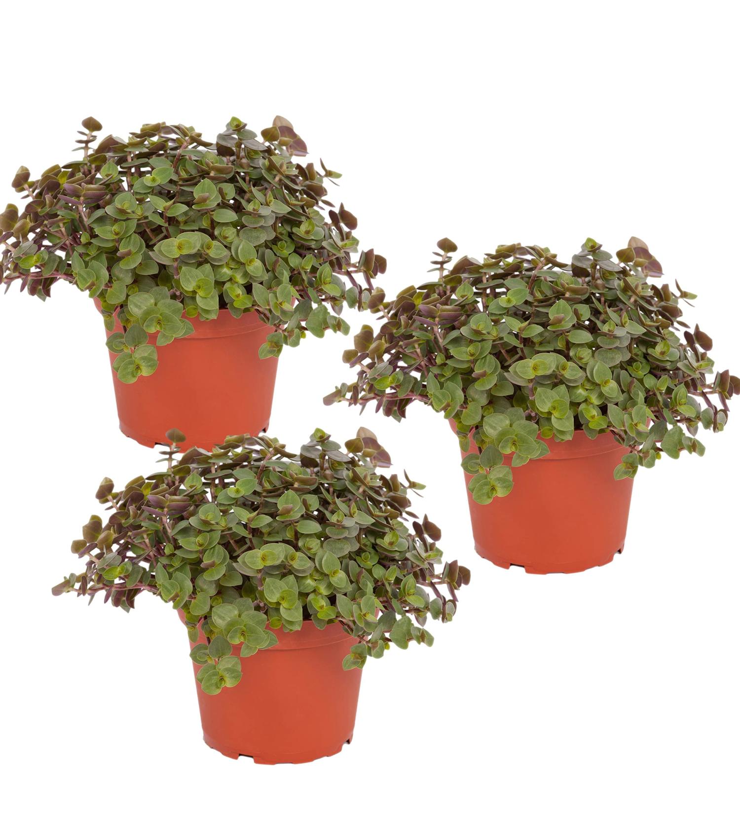 Petsnack Bio Callisia (Beautiful Pad) - 3 Pieces | Bioland Quality | 15-20 cm Pot | Synthetic Pesticide-Free | Ready to Use - Buy Online on GoSupps.com