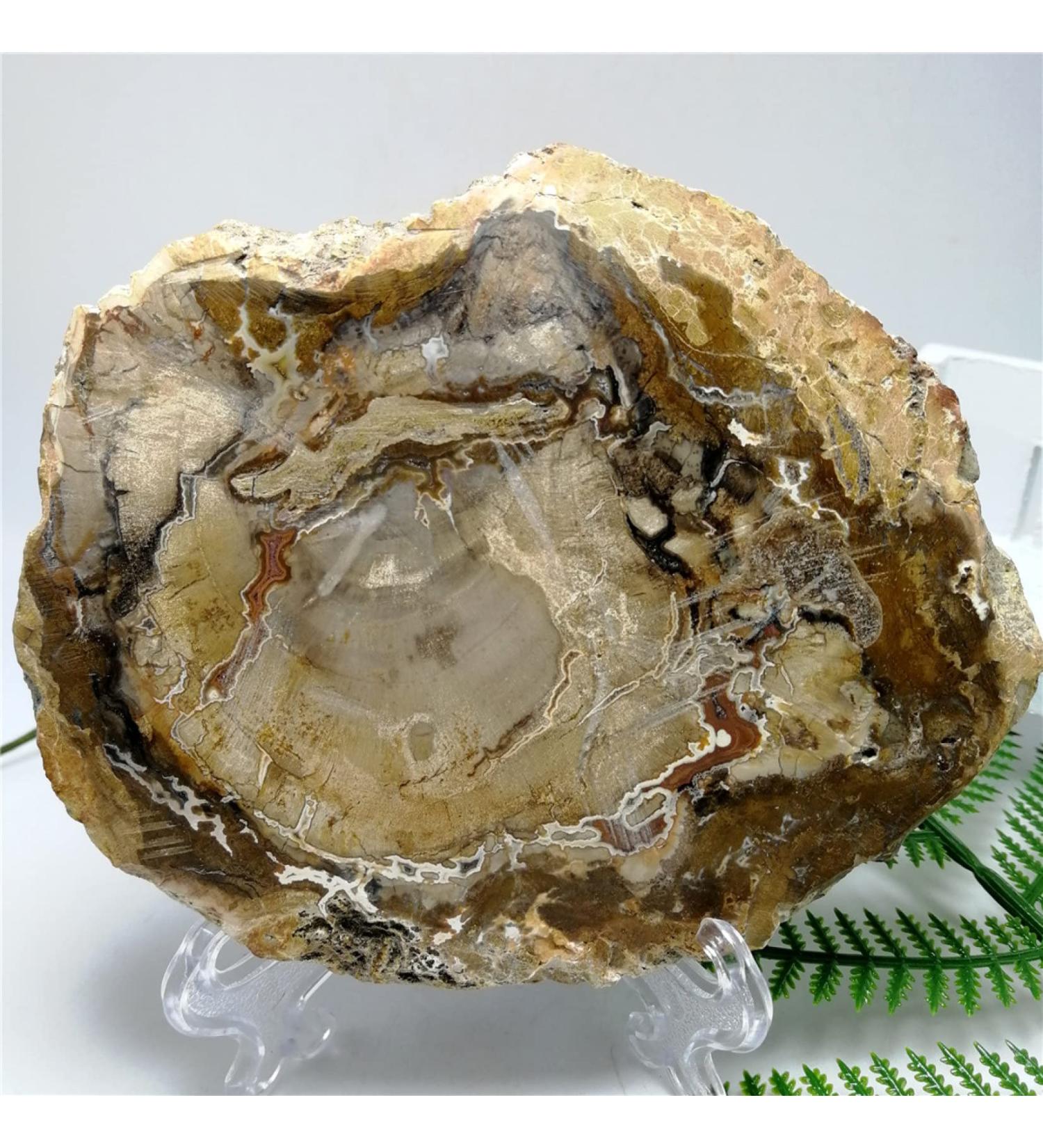 Natural Stones and Minerals Crystal Woodstone for Home Living Room Office Desktop Decoration JZIGTDEM (Color : As Shown Size : 60-80g) 60-80g As Shown - Buy Online on GoSupps.com