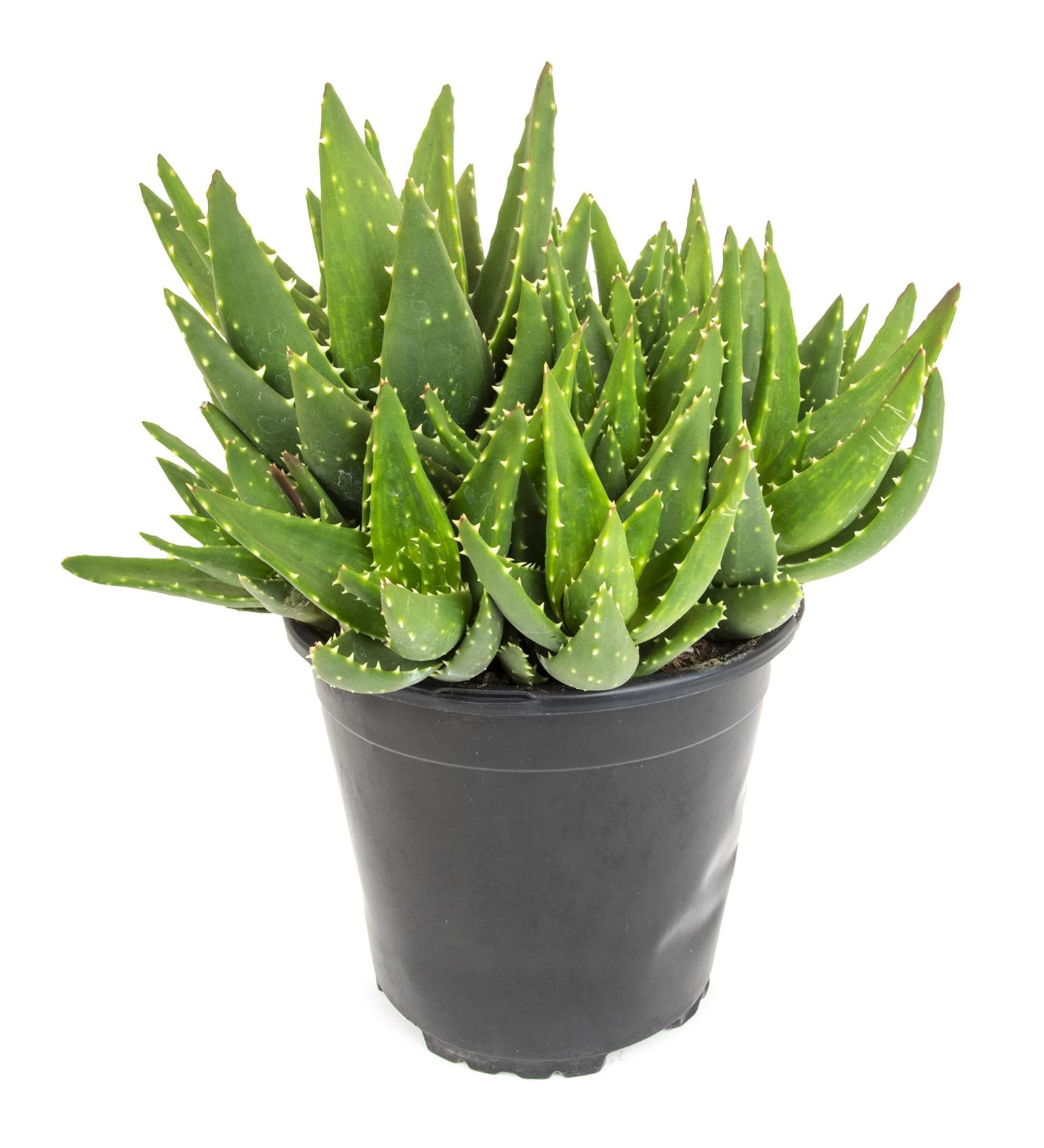 Live Aloe Nobilis & Succulents Plants - Indoor Houseplants by Plants for Pets - Buy Online on GoSupps.com