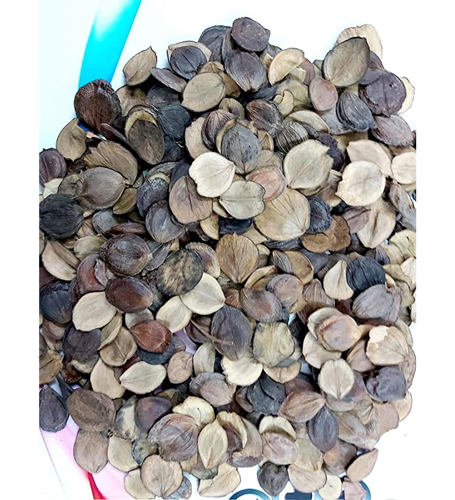 RAW HERB/JADI BOOTI EDIBLE HARSHRINGAR SEEDSBEEJ HARSHINGAR PAARIJAAT BEEJ PARIJAT SEEDS NYCTANTHES ARBOR TRISTIS (50GM) - Buy Online on GoSupps.com