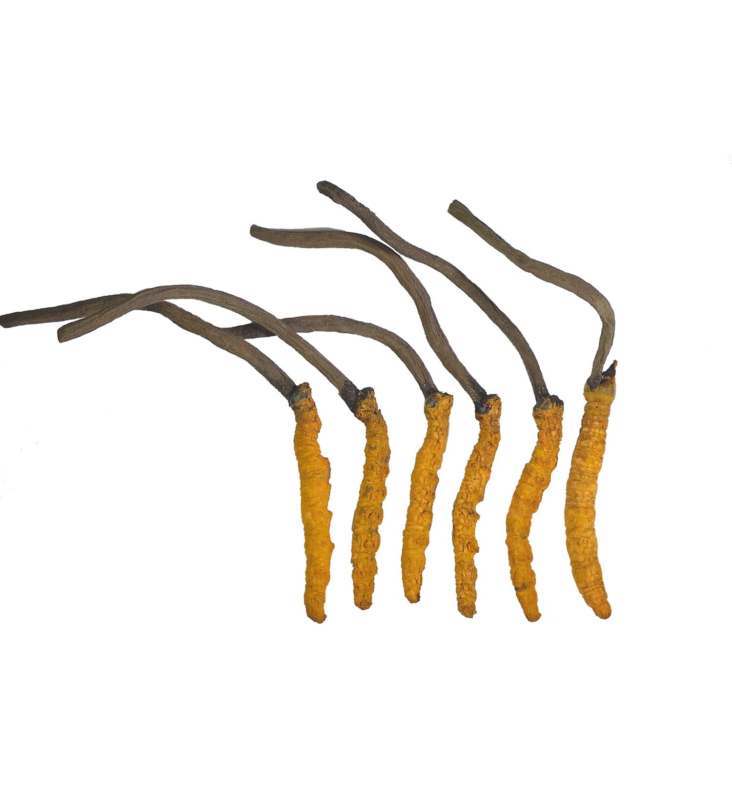 Wild Cordyceps Whole Himalayan Mushroom | Genuine High Grade | Boost Energy, Reduce Stress | 3g for Men & Women - Buy Online on GoSupps.com