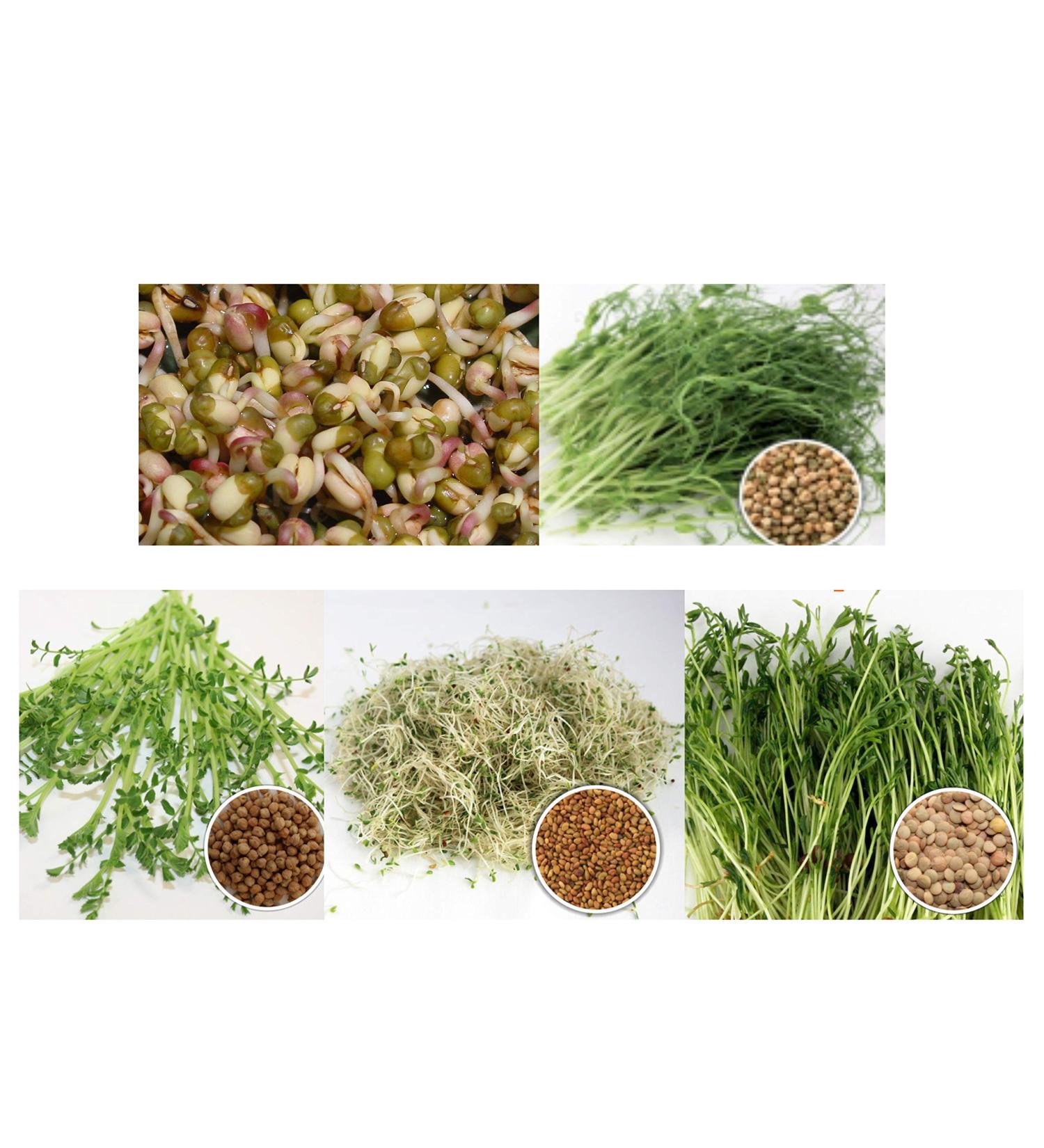 500g Organic Germs Mixing Pans - 5x100g Mung Beans Alfalfa Peas Lentils Chickpeas Sprouts | Microgreens Kit for Healthy Growth - Buy Online on GoSupps.com