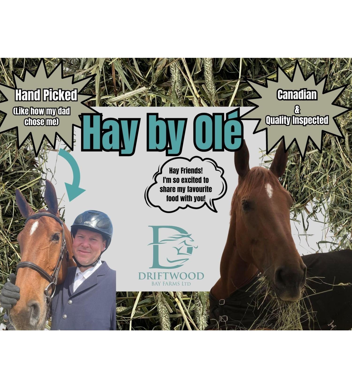Hay by Ol 2nd Cut Timothy Hay 5lb Box for Small Pets - Buy Online on GoSupps.com