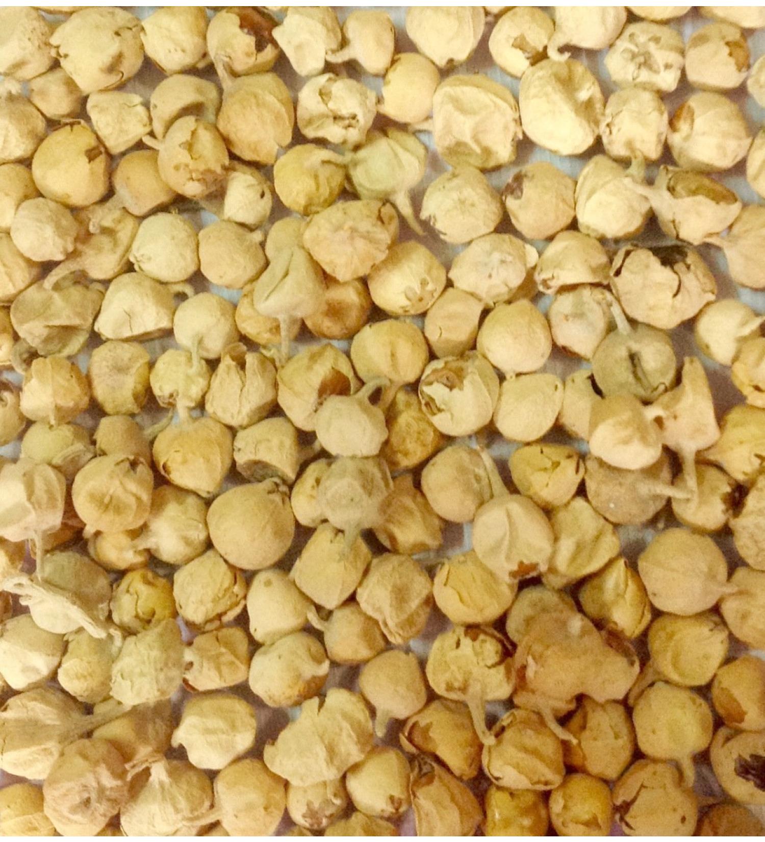 Organic Herbs Ayurvedic Herbal Paneer DODI | Indian Rennet | Paneer Doda | Paneer ka Phool | Withania coagulans (200gm/7.05oz)