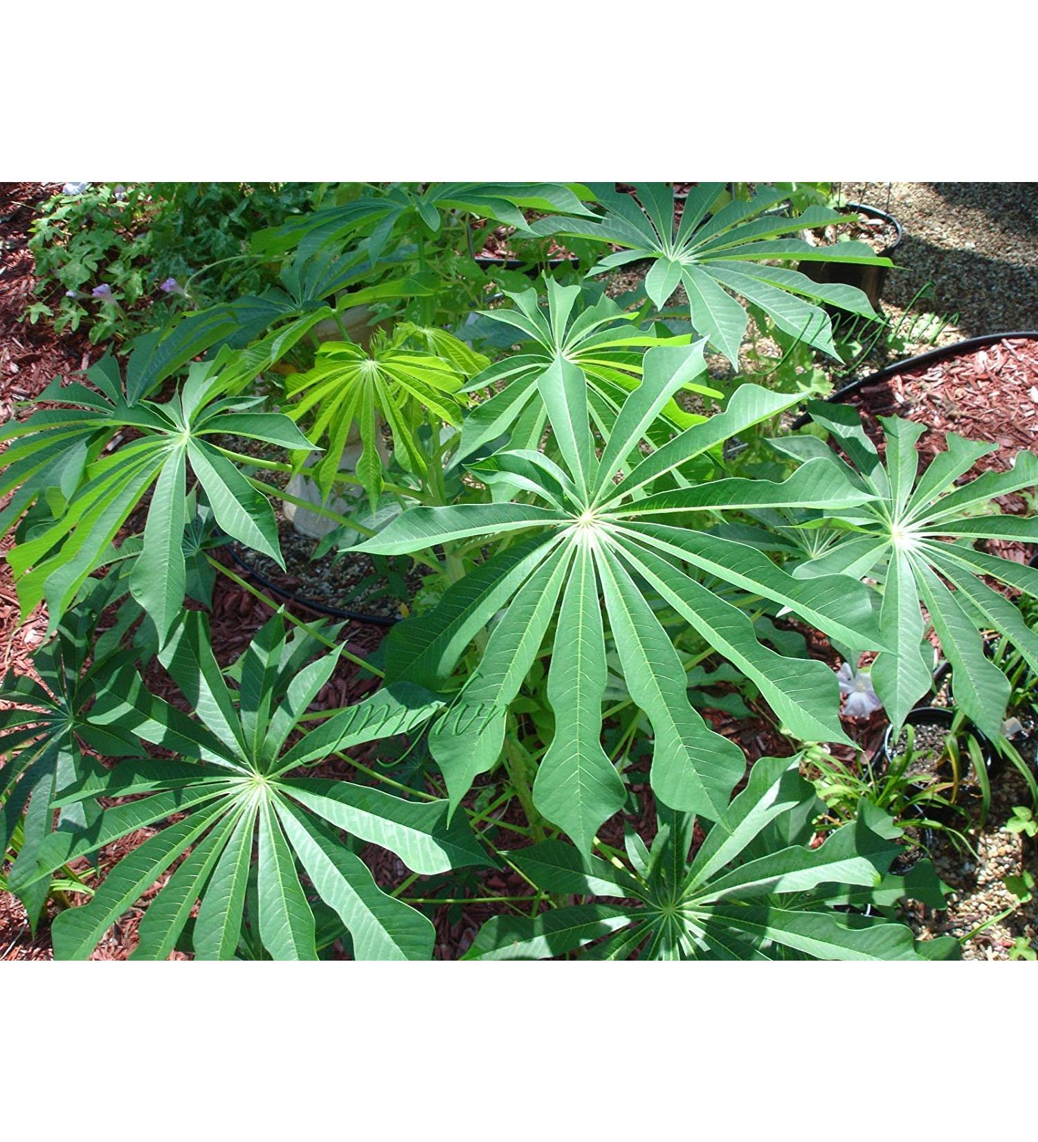 VISA STORE Tapioca Manihot seeds | rare | Very hard 2 Find | 50 seeds