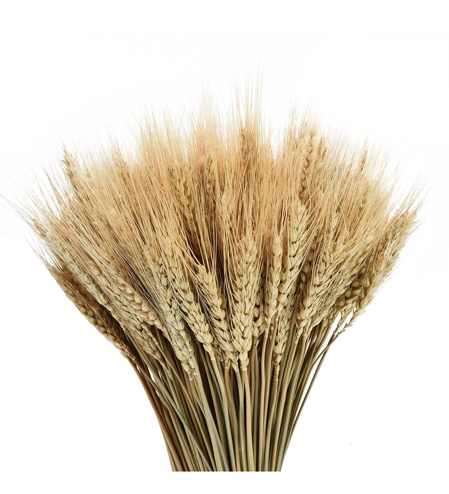 YoleShy Dried Wheat Stalks - 200 Stems Natural Wheat Decor (15.7 Inches) - Ideal for Home, Kitchen, Christmas, Wedding - 200 Pcs - Buy Online on GoSupps.com