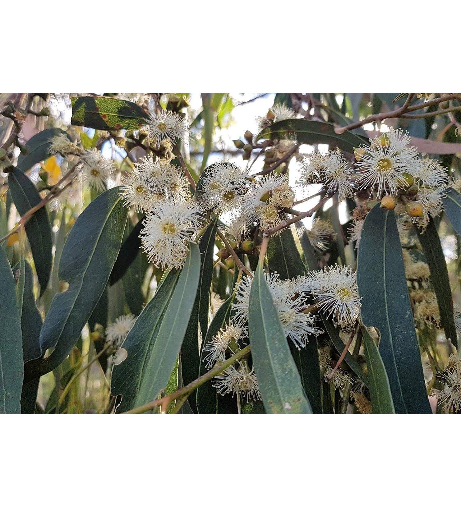 Eucalyptus Viminalis * 50 Seeds * Resistant Cold White * Gum/Manna Gum