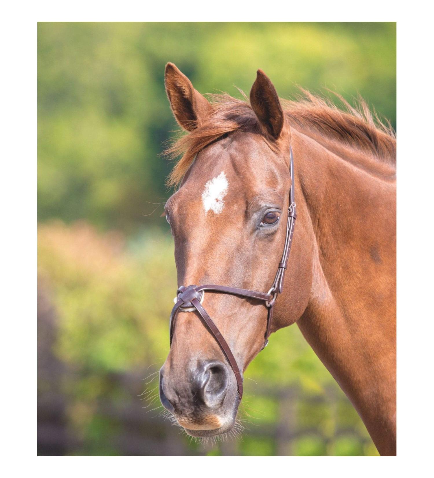 Shires Blenheim Mexican Noseband Havana Extra Full