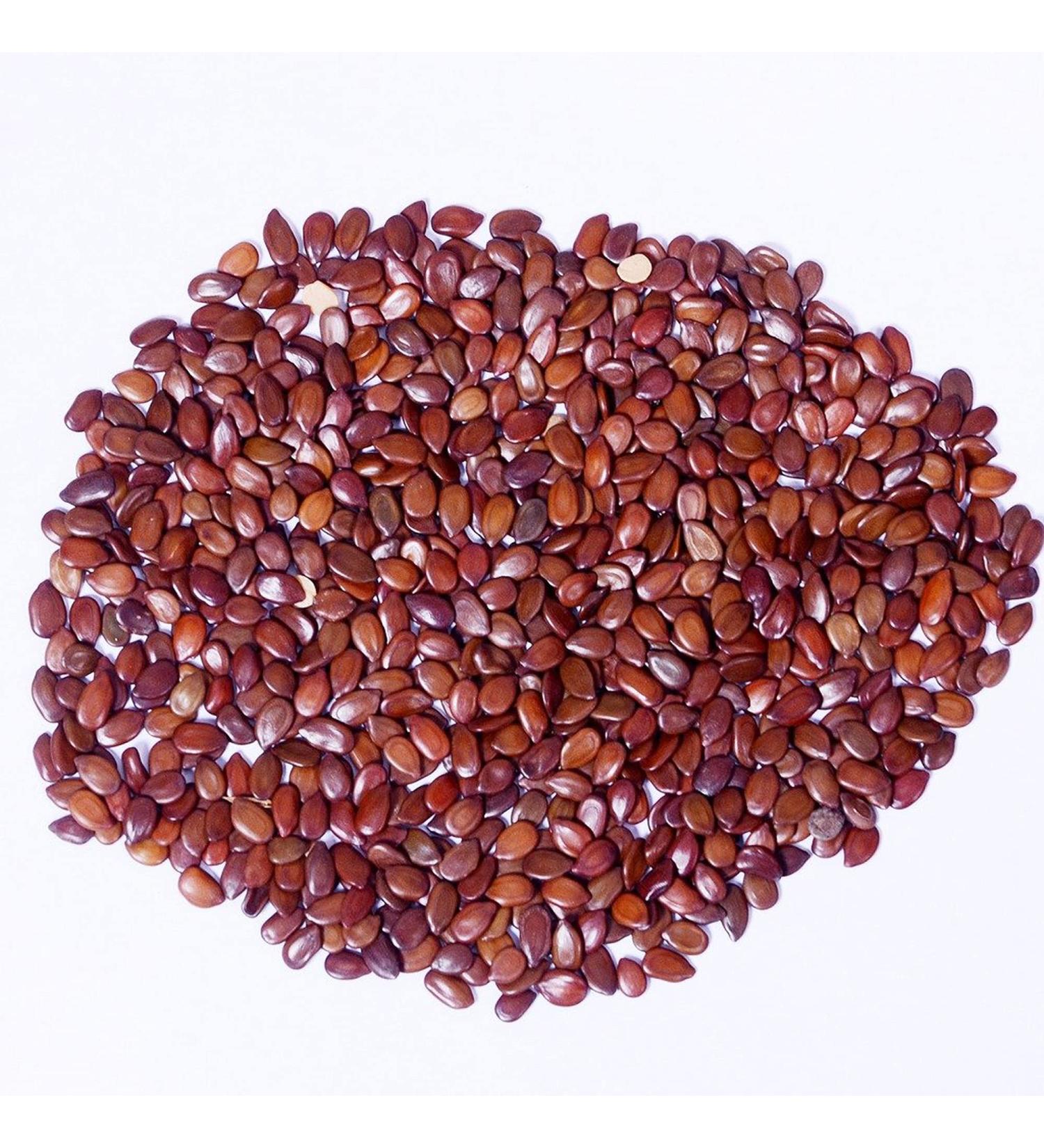 RAW HERB/JADI BOOTI SUBABUL SEEDS SAFED BABOOL BEEJ BABUL BEEJ LEUCAENA LEUCOCEPHALA (500gm) - Buy Online on GoSupps.com