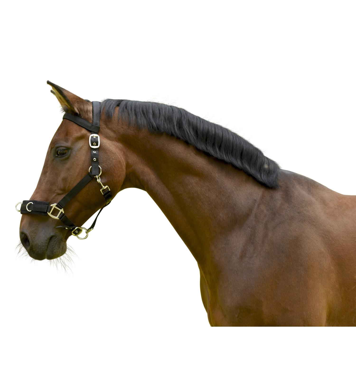 Kerbl Plastic Lunge Halter - Black Warmblood | Durable Lightweight & Perfect for Training - International Shipping Available - Buy Online on GoSupps.com
