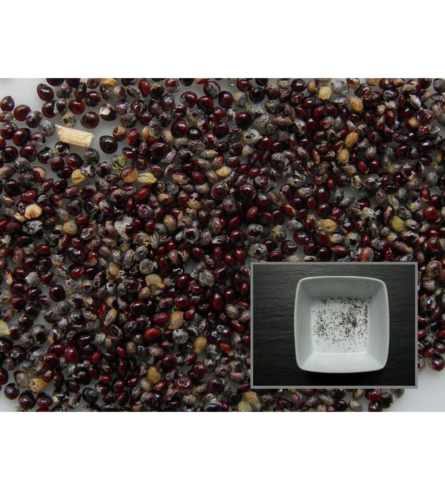 Portal Cool 70 Graines: epazote - Chenopodium Ambroisies - Messico-Tea - Sem03 - Buy Online on GoSupps.com