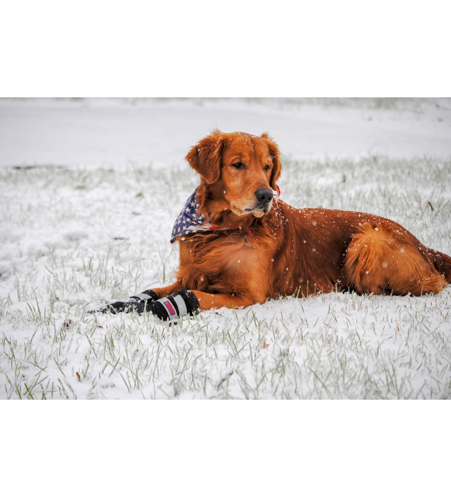 All Weather Neoprene Dog Boots | Reflective Straps | 5 Sizes Available | Black Medium - Buy Online on GoSupps.com