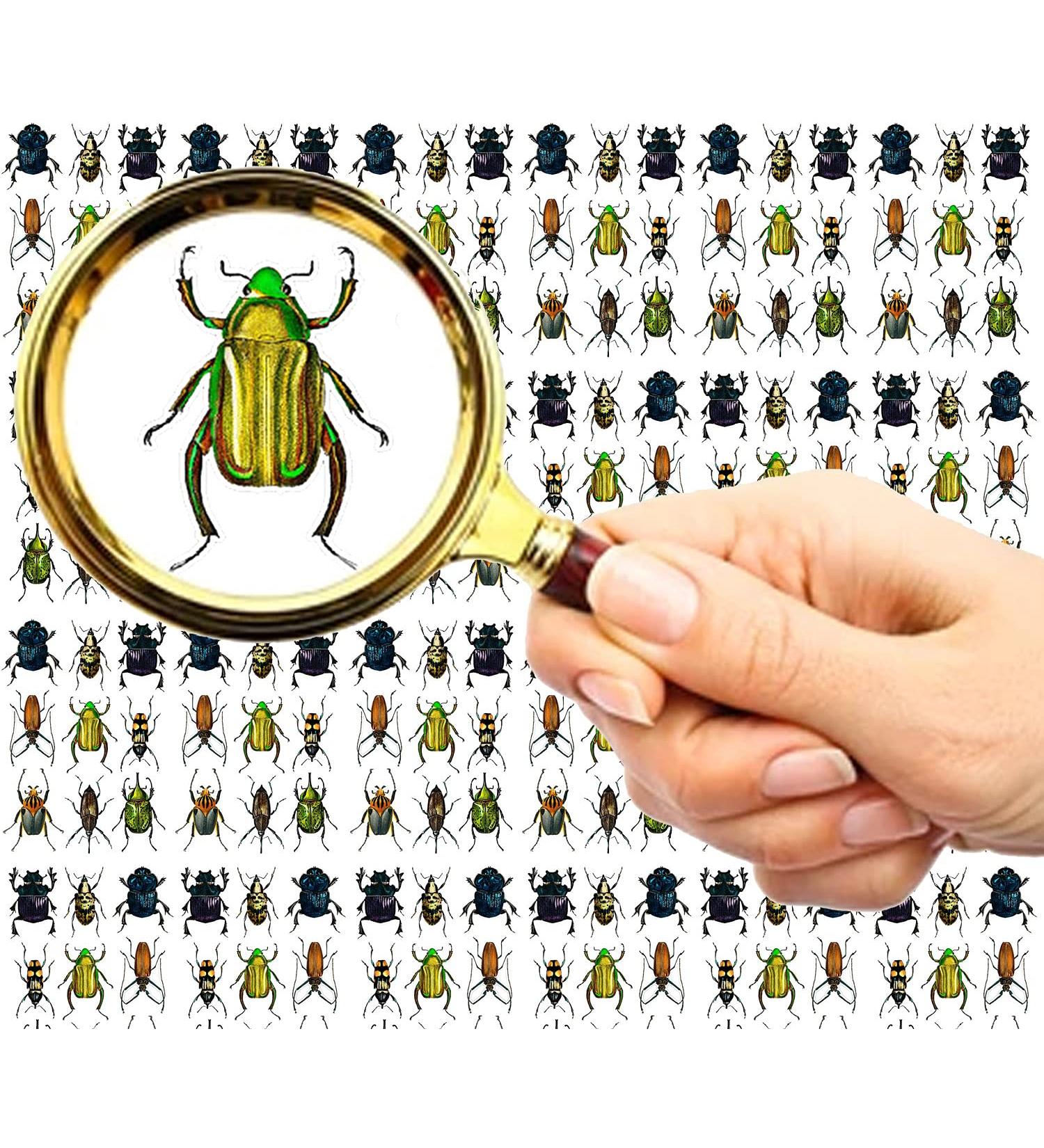 FLONZNAIL Nail Stickers Decal Transfers (5 Sheets) Bugs Vintage Illustration - Buy Online on GoSupps.com