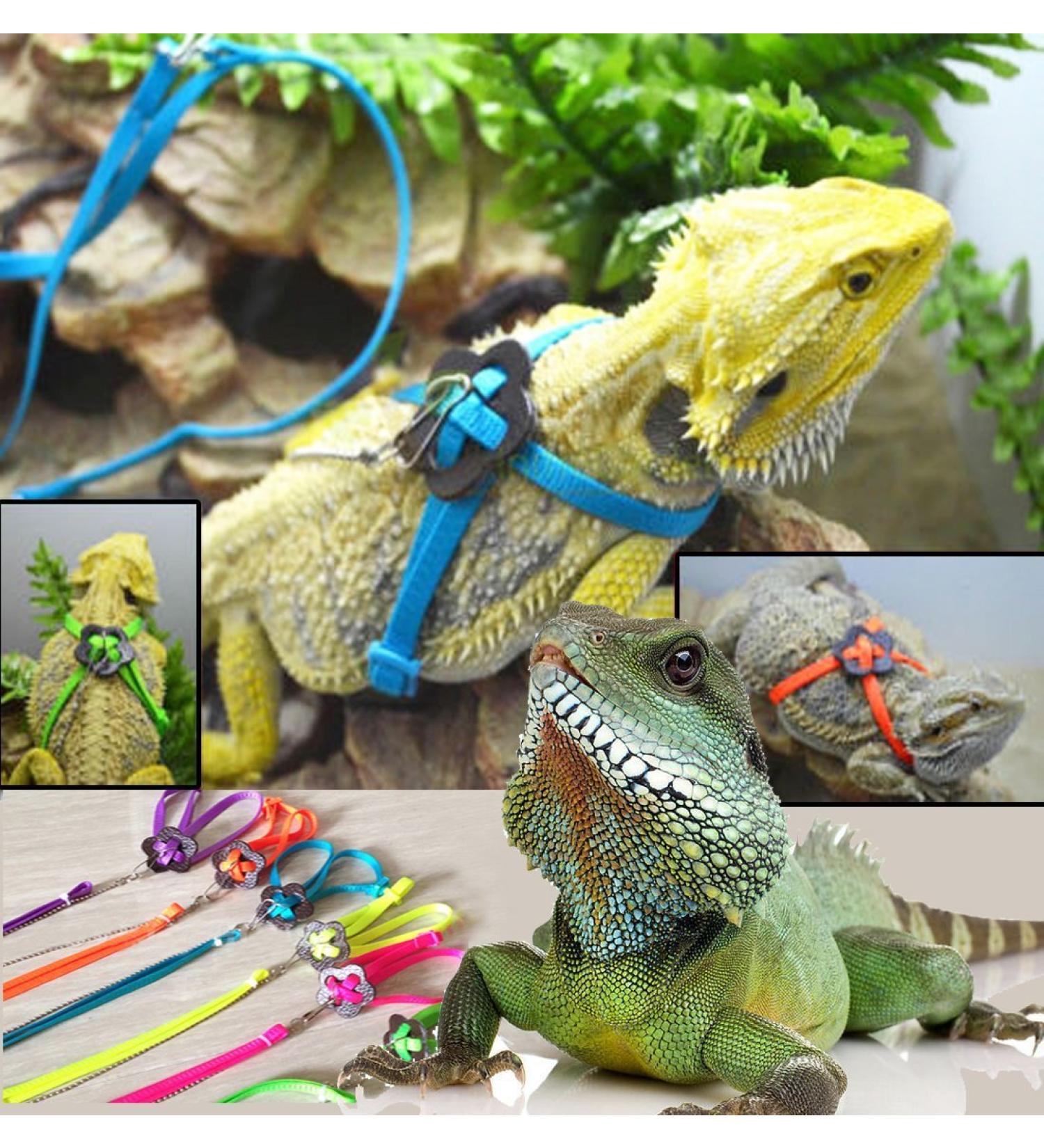 Generic Adjustable Reptile Lizard Harness Leash Adjustable Multicolor Light Soft Fashion (Blue) - Buy Online on GoSupps.com