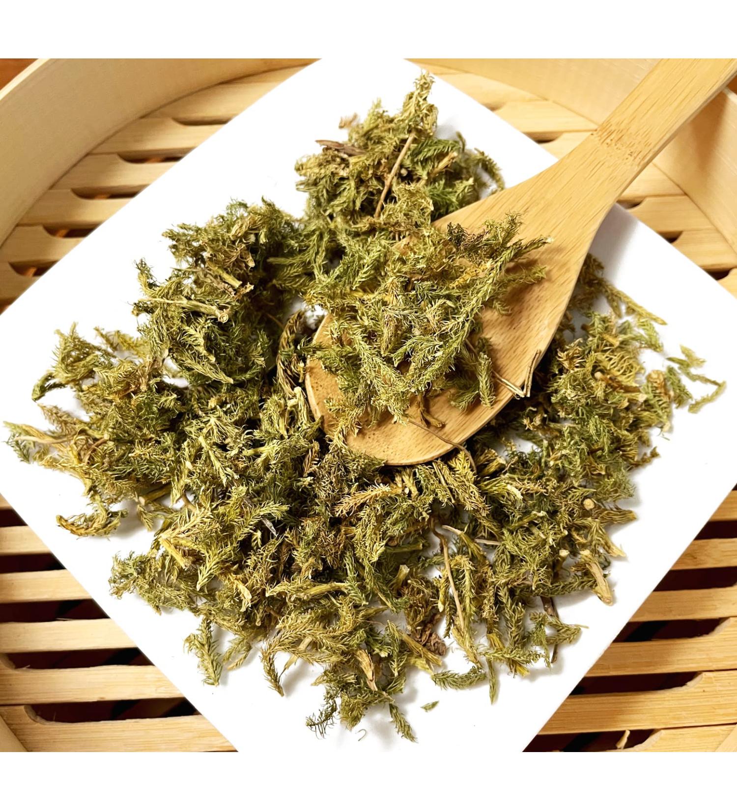 TCM Herbs USA / Shen Jin Cao / Herba Lycopodii /Ground Pine / Common Clubmoss (8 oz)