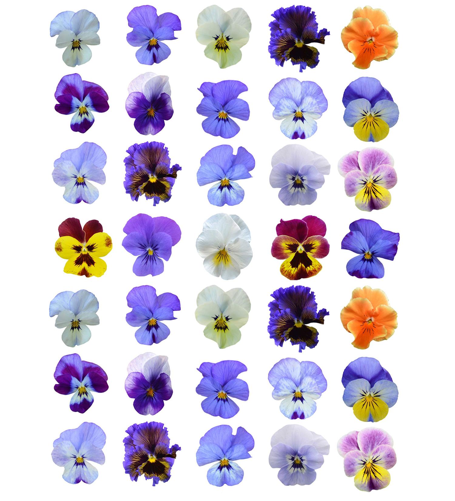 30 x Printed Mixed Colour Pansy Flower Cake Toppers Edible Wafer Paper