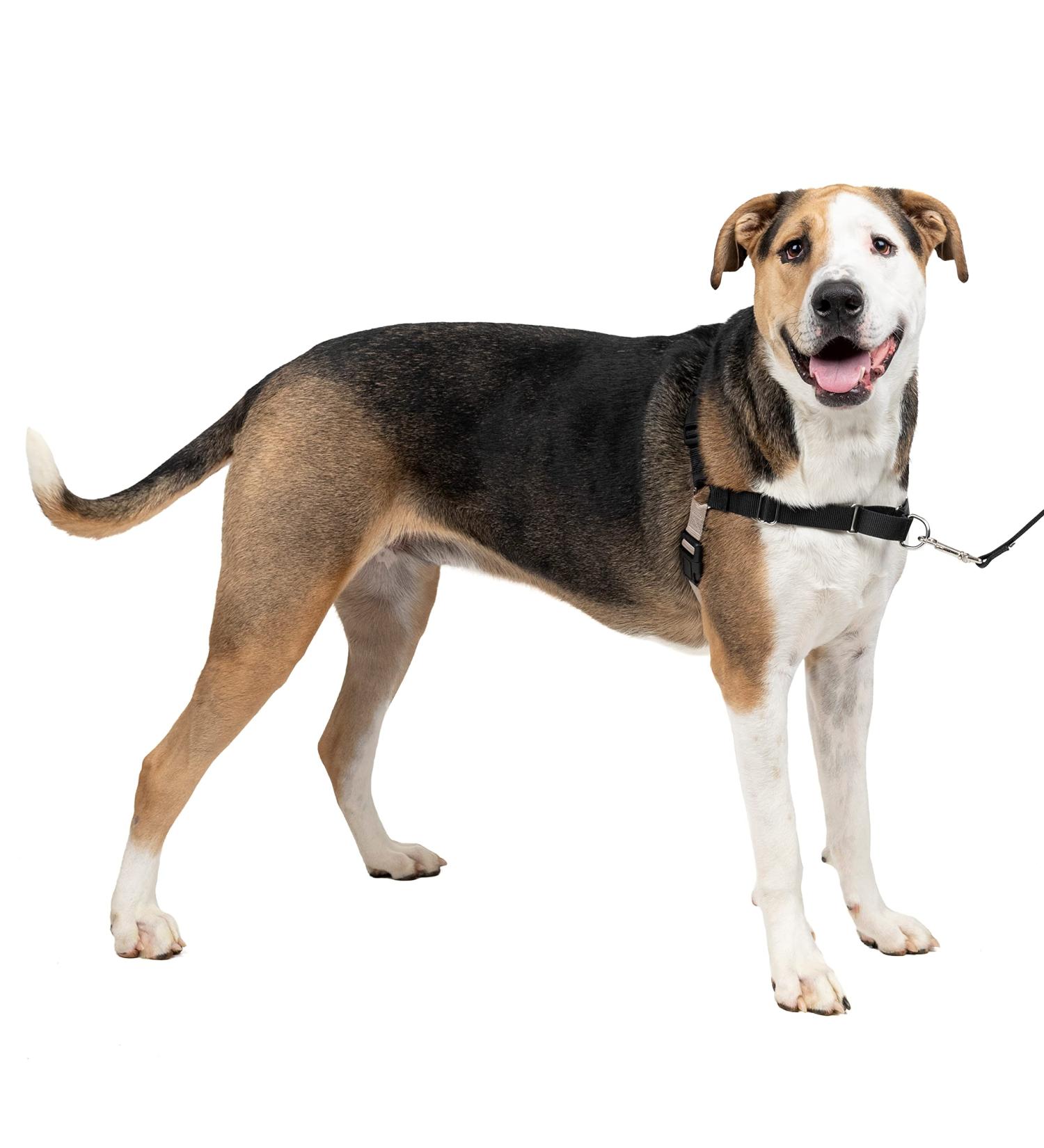 PetSafe Easy Walk Harness - Anti-Pull Dog Harness Reduces Choking & Coughing Includes 1.8M Leash Size XL - Black - Buy Online on GoSupps.com