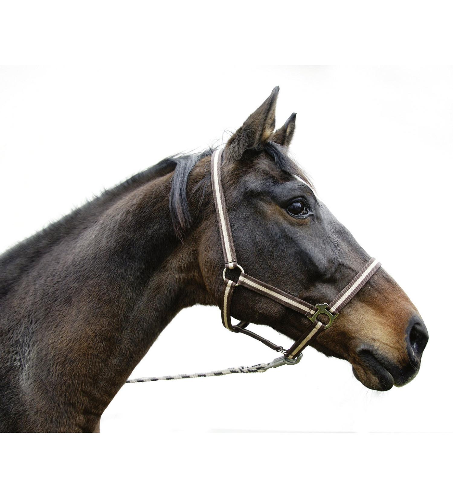 Kerbl Nylon Halter Hippo Nylon Halter for Pony Shetty Full Cob XFull 6 Colors Size 1 Brown