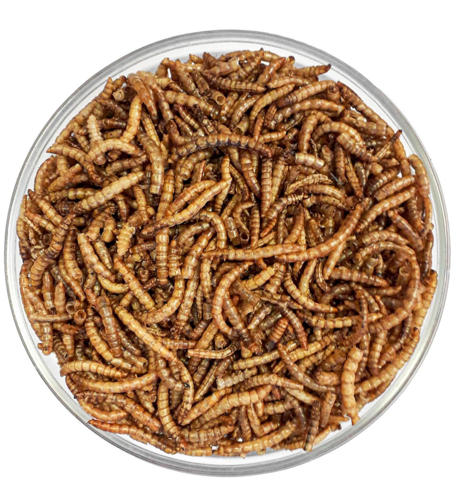 Buy 5kg Dried Mealworms for Birds Fish & Reptiles - Premium Protein-Rich Snack - 32 Liters of Quality Wild Bird Feed - Buy Online on GoSupps.com