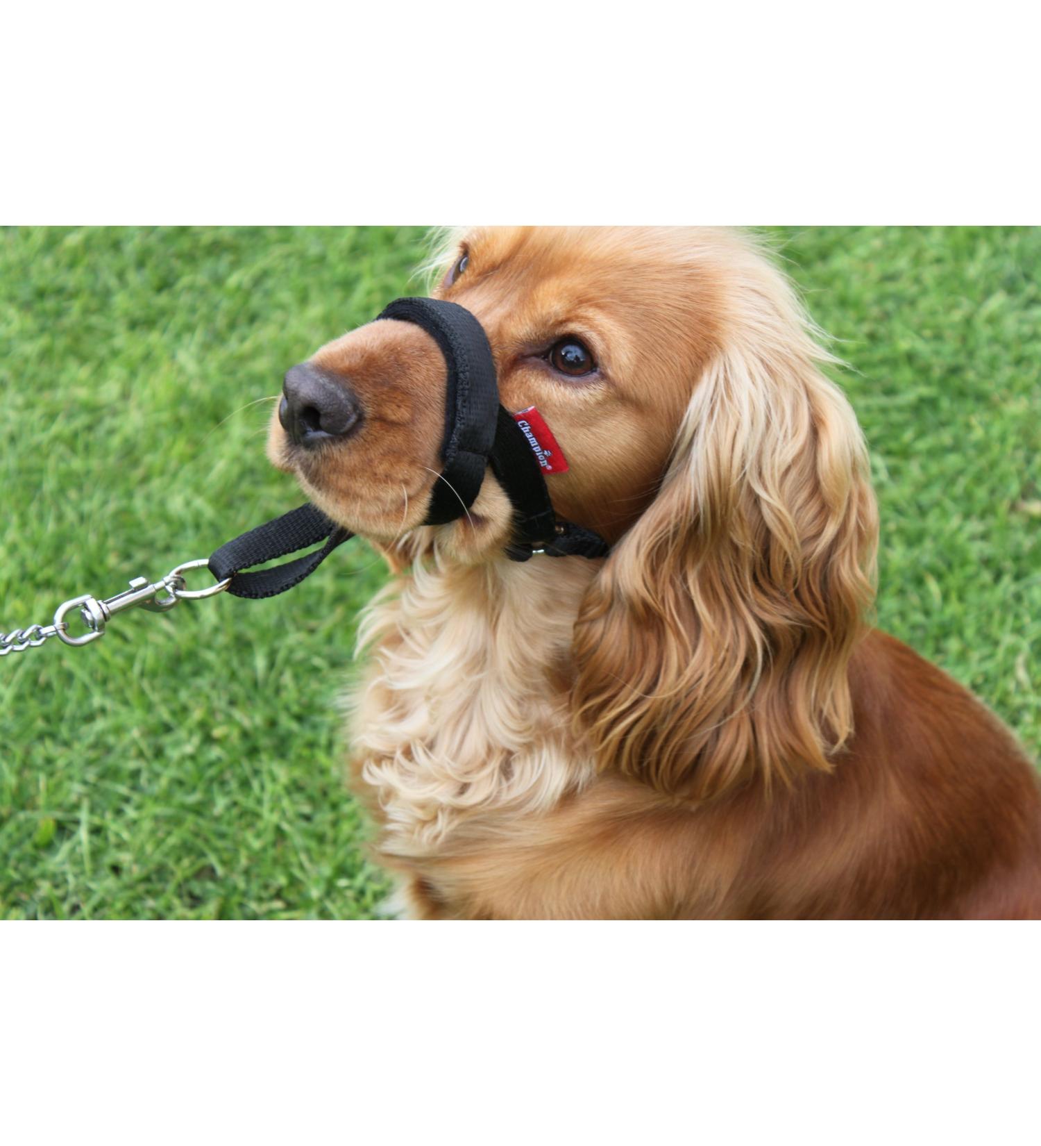 Champion Anti-Pull Training Halter for Dogs - Padded Black 3 | Adjustable & Comfortable Solution for Better Control - International Shipping Available - Buy Online on GoSupps.com