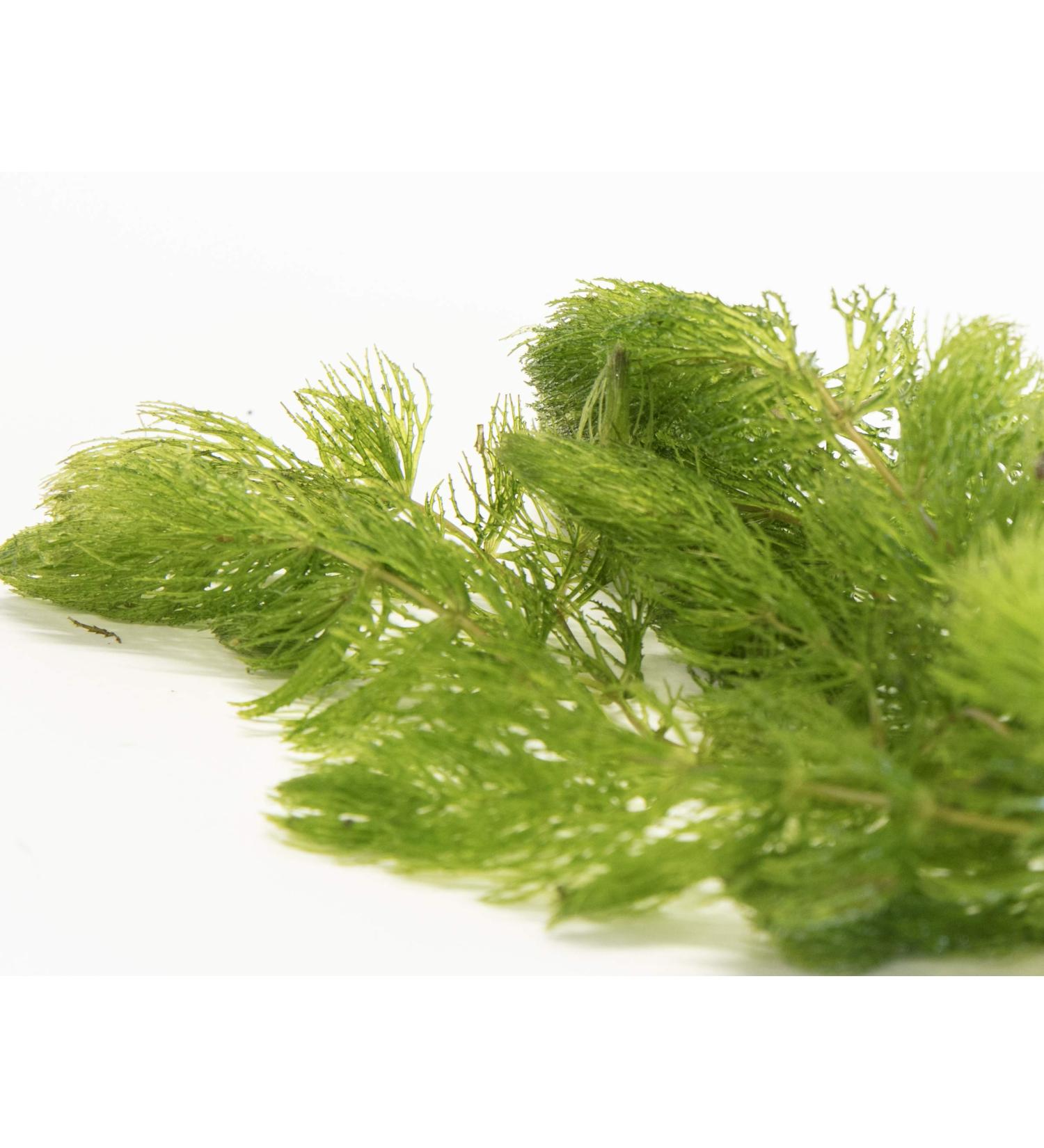 Lincspplants 8X Live Floating Plants Hornwort Fast Growing Aquarium Plant - Buy Online on GoSupps.com