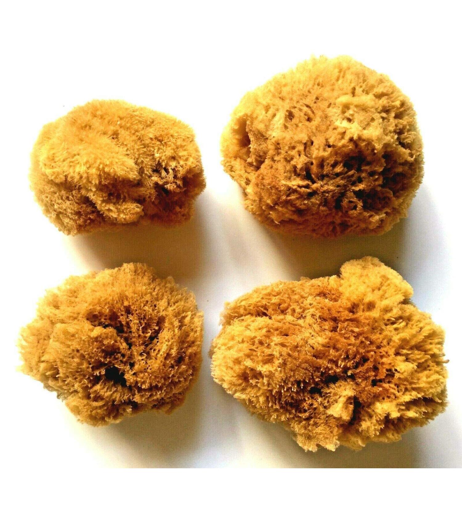 4 Large Natural Ocean Sea Sponges for Arts and Crafts Great for Painting Decorating and DIY Projects. Unbleached 4 Pack (2 pcs of 4-5 2 pcs of 5-6)
