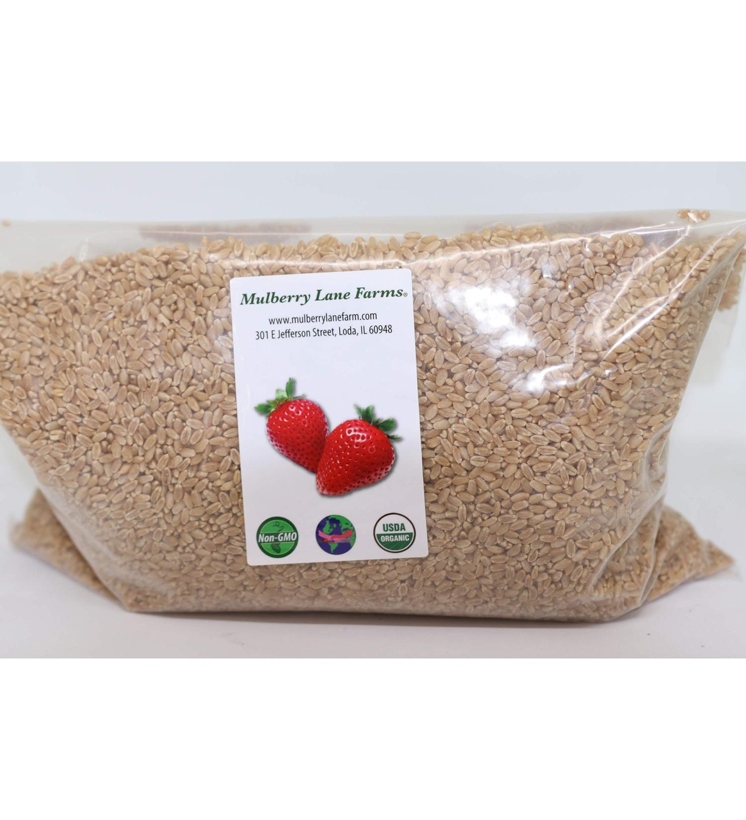Organic Non-GMO Montana Golden 86 Hard White Wheat Berries - 5 lbs | USA Product - Buy Online on GoSupps.com
