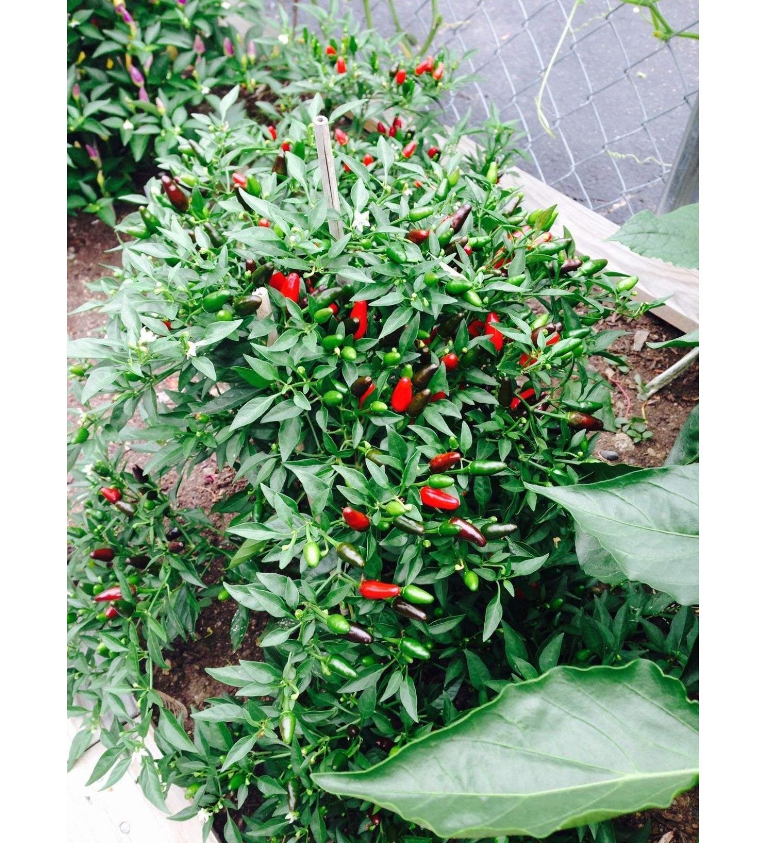 Thai Piccolo Hot Pepper 30 Semi biologici Pepper