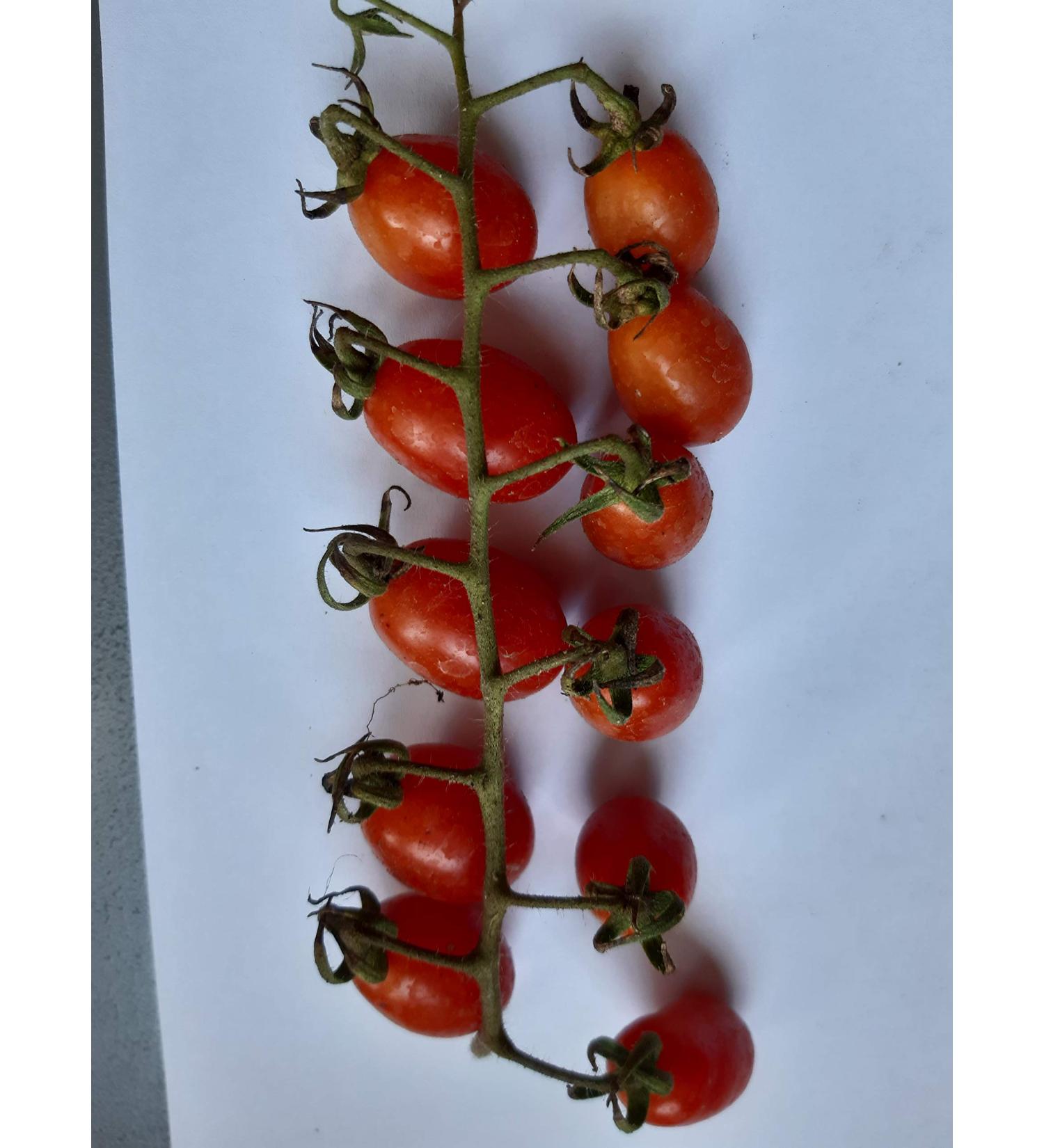 100 SEMI POMODORI-10 VARIETA'-Collezione 3-Sun Chocolat-Bonsai-PERINO Giallo-Lemon ICE-GARGAMEL-DARRETINO Ivory-Blue Berries-DATTERINO DATTORED-ZEBRINO-CILIEGINO Nano - Buy Online on GoSupps.com