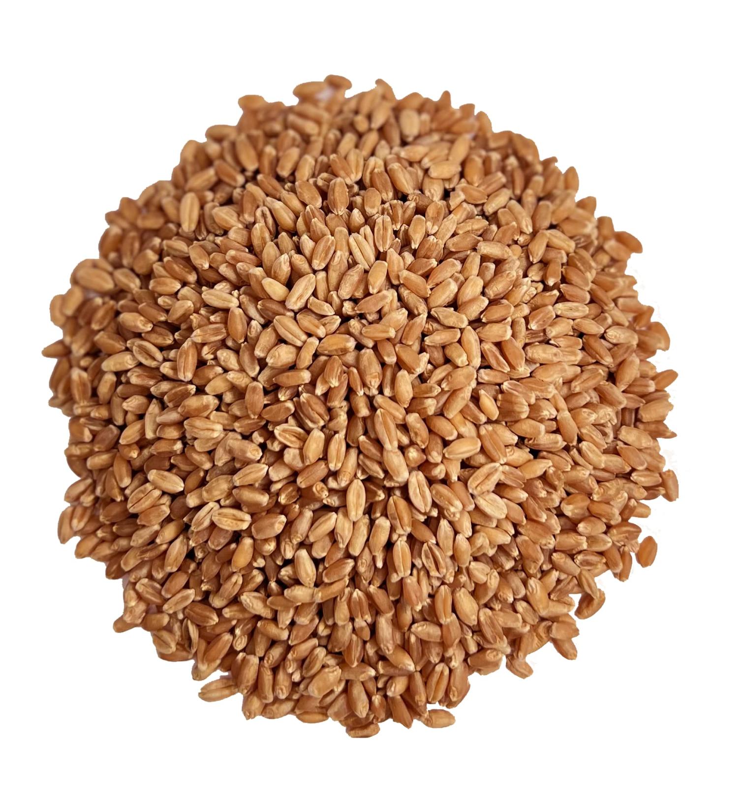 Organic USA-Grown Non-GMO Kosher Raw Spring Wheat Berries - 5 lbs - Buy Online on GoSupps.com
