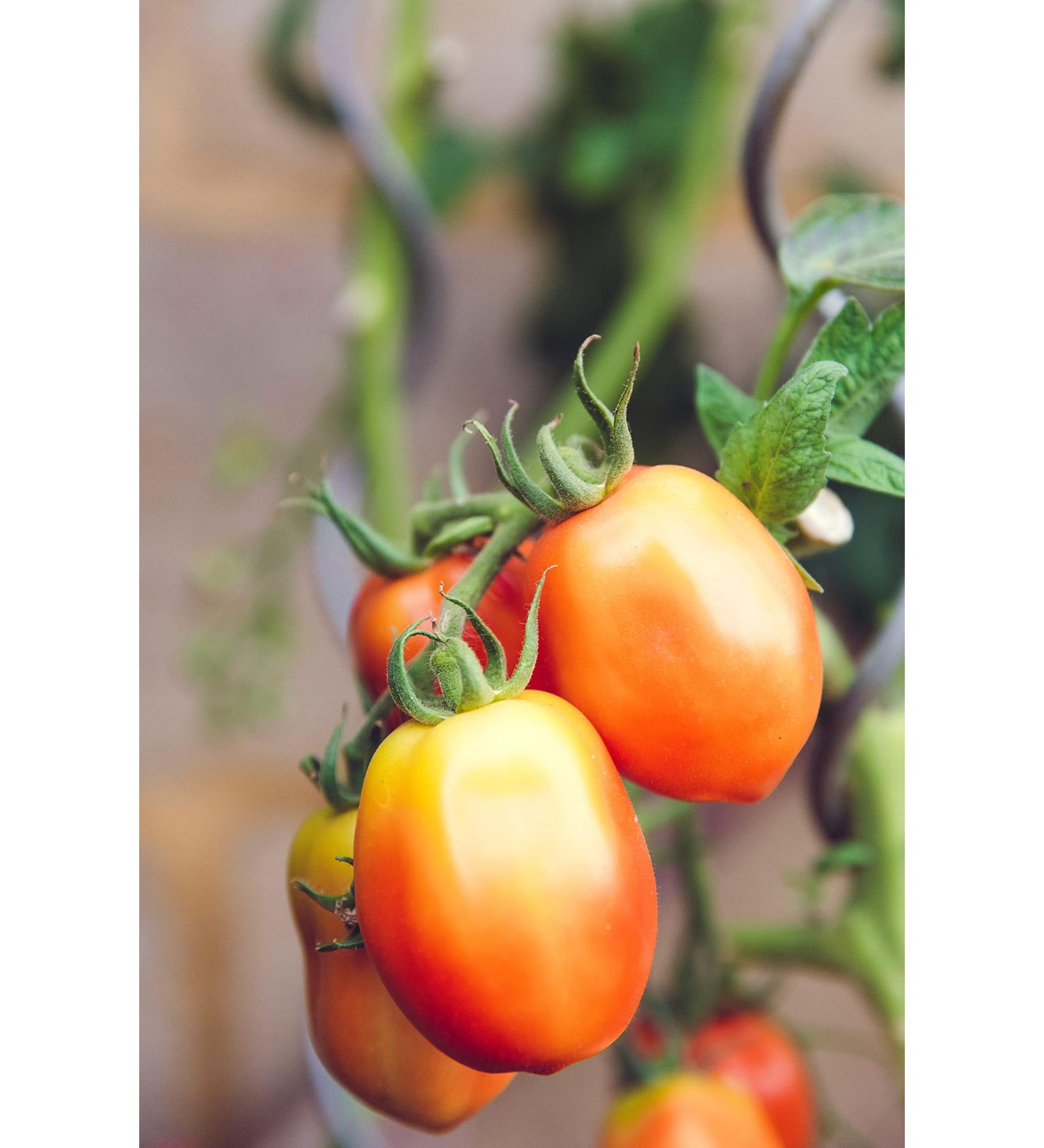 Hundredfold Amish Paste Tomato 30 Vegetable Seeds - USA Heirloom Plum Tomato for Paste Sauce Canning & Salad