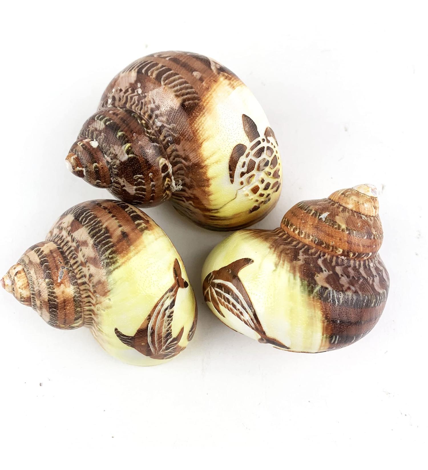 Worlds 3 PC Assorted Turbo Petholatus Carved Sea Shells Hermit Crab Shells 2"-2-1/2"Inch - Buy Online on GoSupps.com