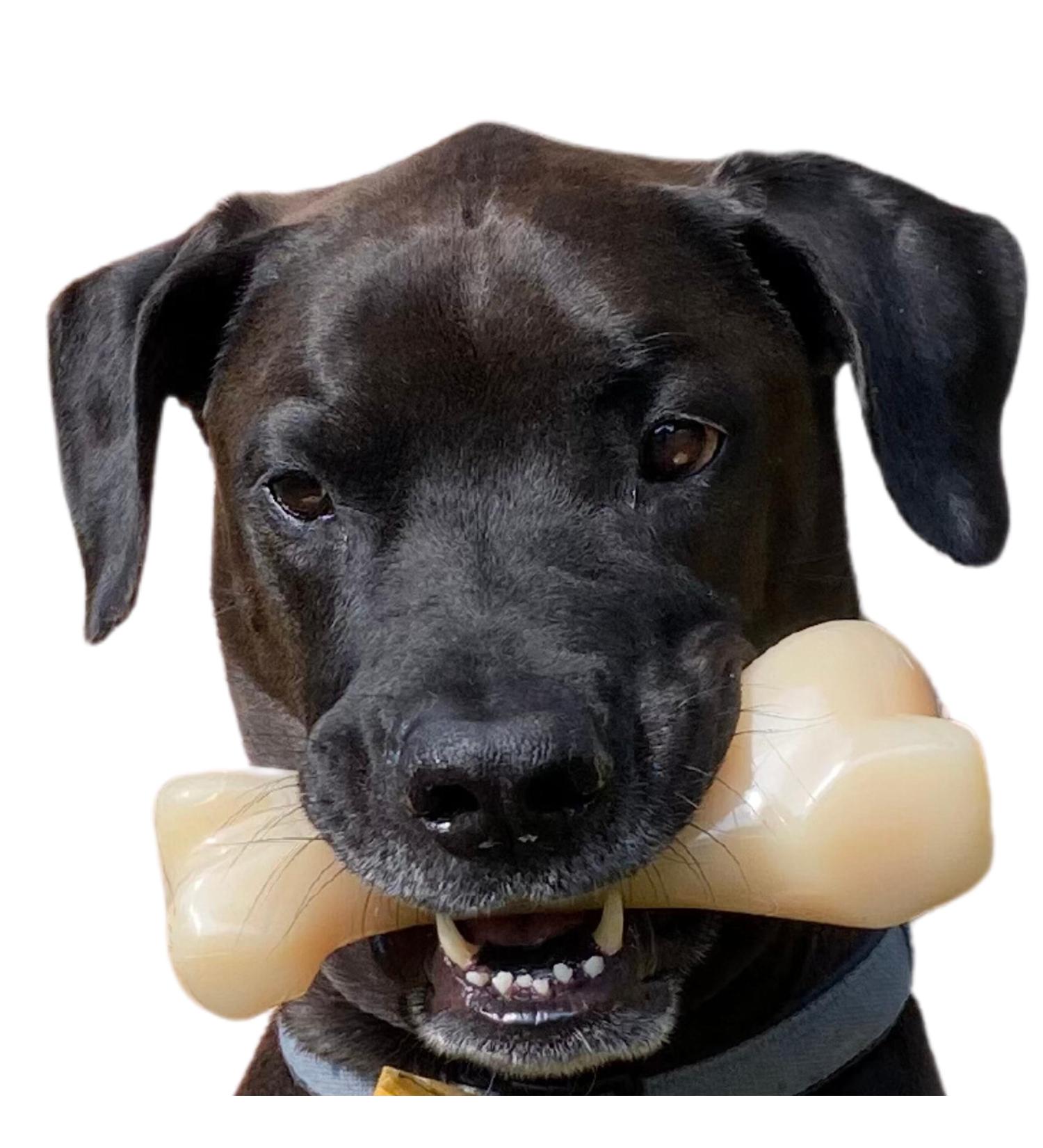Nylabone Extreme Tough Dog Chew Toy Monster Beef Thigh Cleans Teeth Beef Flavour XXL for Dogs Over 23 kg package may vary - Buy Online on GoSupps.com