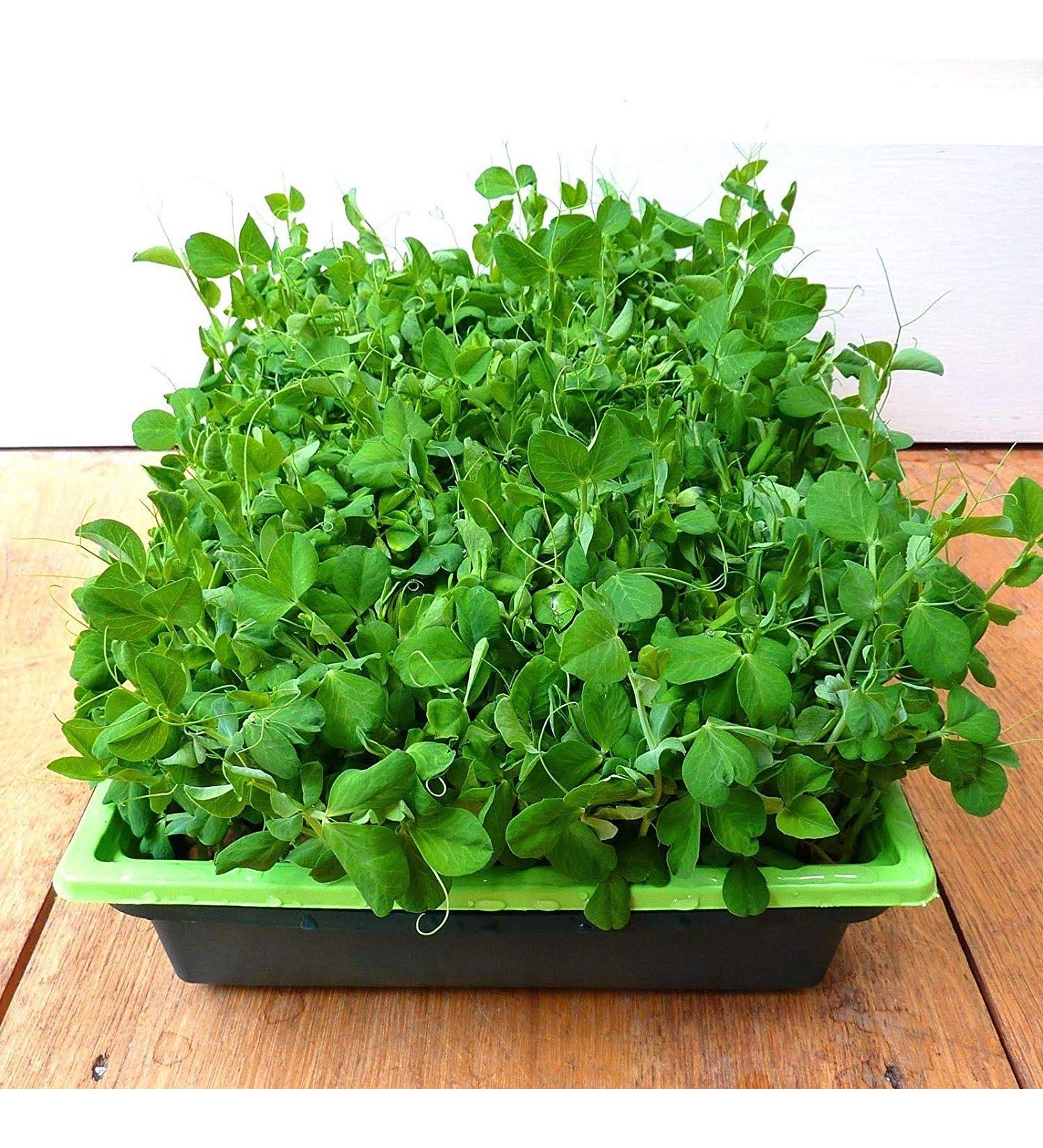 Potseed Micro Green Pea Sprouts Grow Your Own Winter Windowsill Salads 25 Gram Seeds