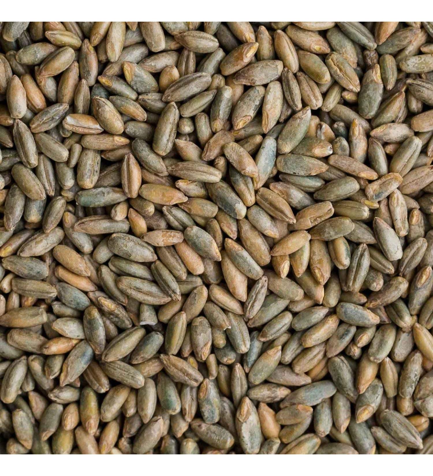 Rye Berries | 5 Pounds | High in Fiber and Iron - 5 Pound Bag of Rye Berries