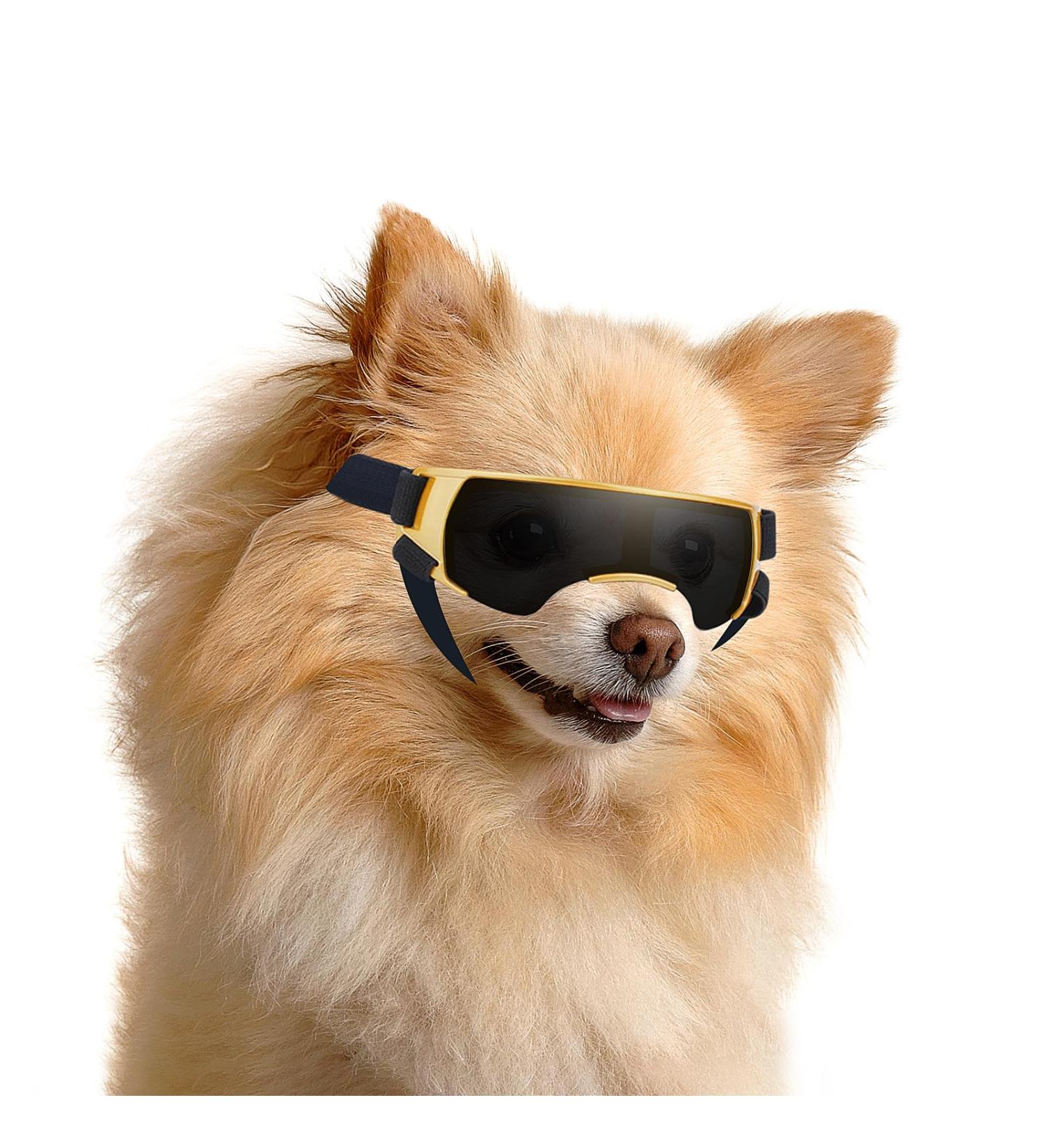 Buy UV Protection Mini Dog Sunglasses - Windproof Anti-Fog Gold - Perfect for Small Dogs - Buy Online on GoSupps.com