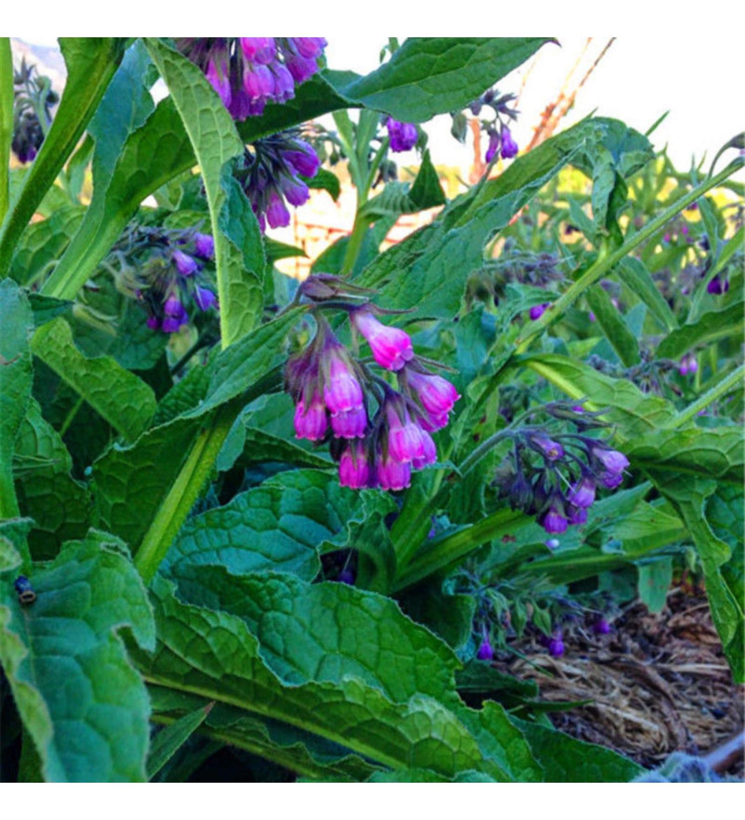 50 st SEEDS Double Tulip Flowers for Black