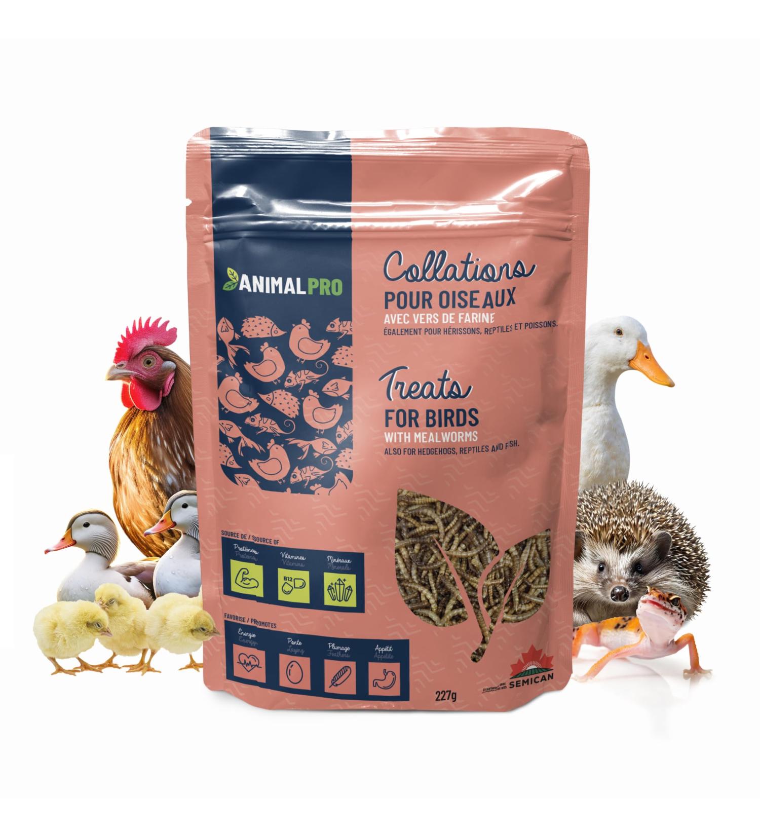 AnimalPro Mealworms 227 g - 0 5 LB Approx 9000 mealworms - Buy Online on GoSupps.com