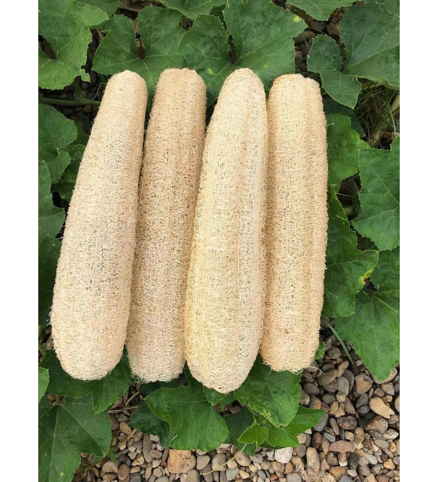 YEMTAL Natural Loofah Sponges - Organic Exfoliating Body Scrubber - 4 Pack - Buy Online on GoSupps.com