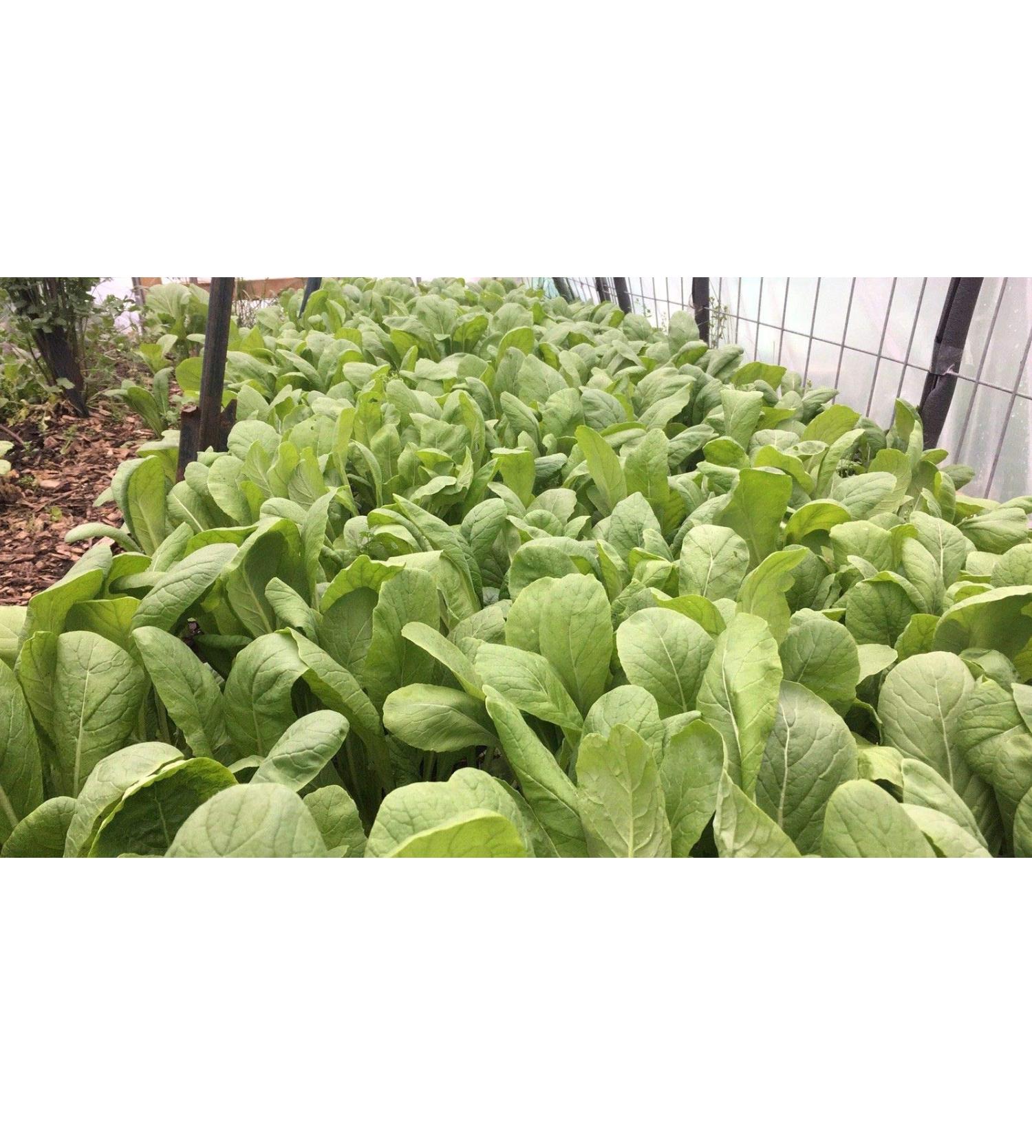 Generic 10 - Semi: semi Thai Thai a Base di melanzane - Molto gustosi !!! Spedizione gratuita!!!!!