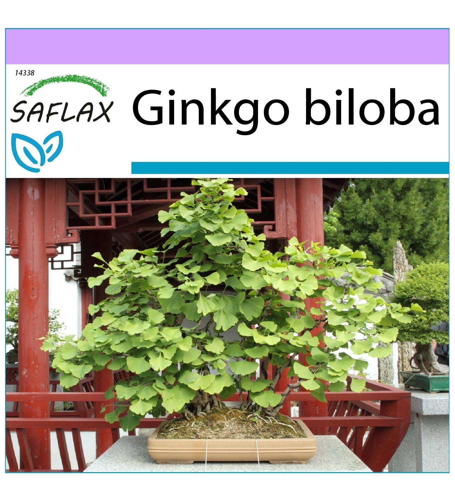 SAFLAX - Ginkgo - 4 seeds - Ginkgo biloba - Buy Online on GoSupps.com