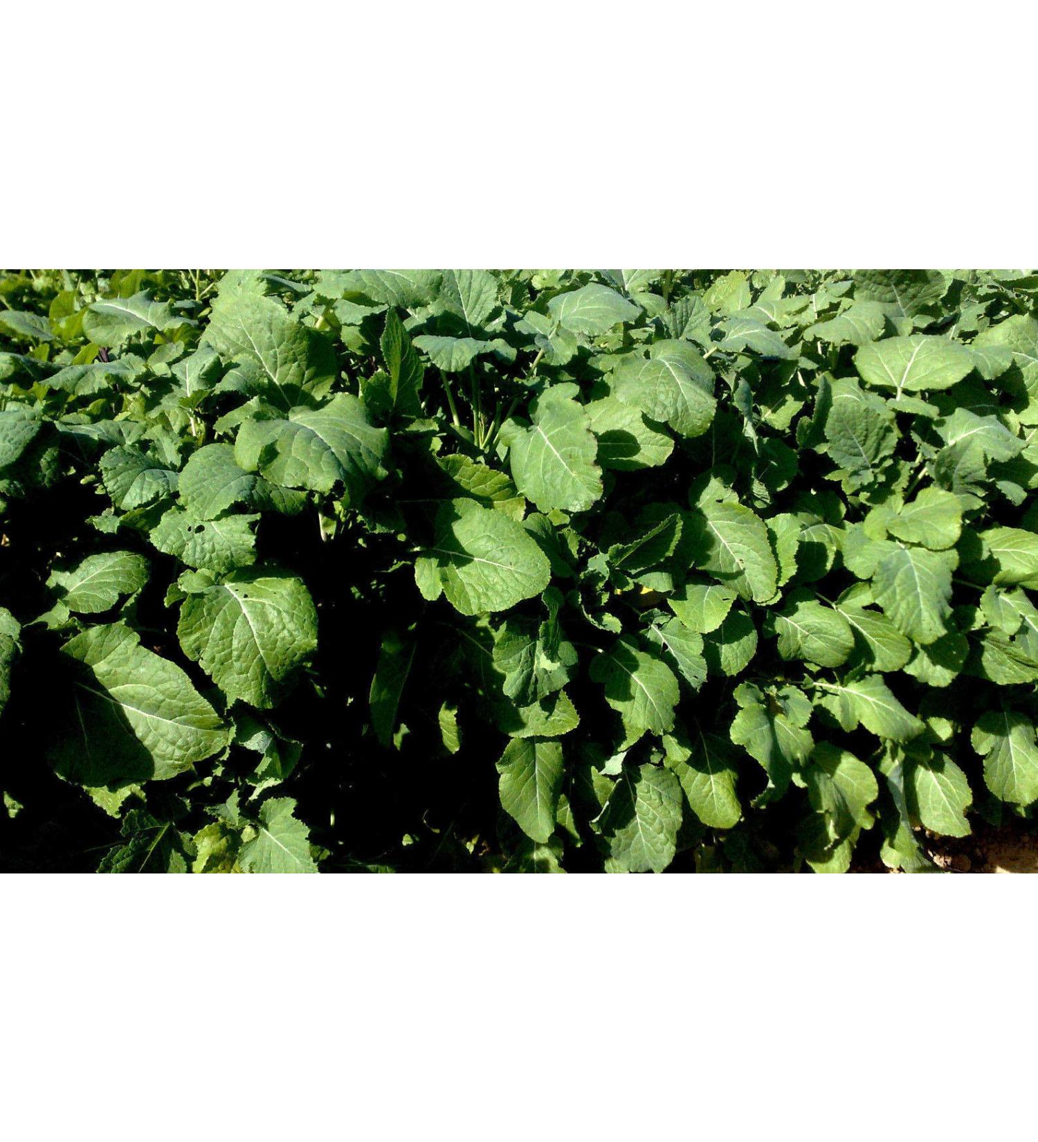 Portal Cool 900 300900 Ethiopian MustardBrassica carinataOilseed Seeds